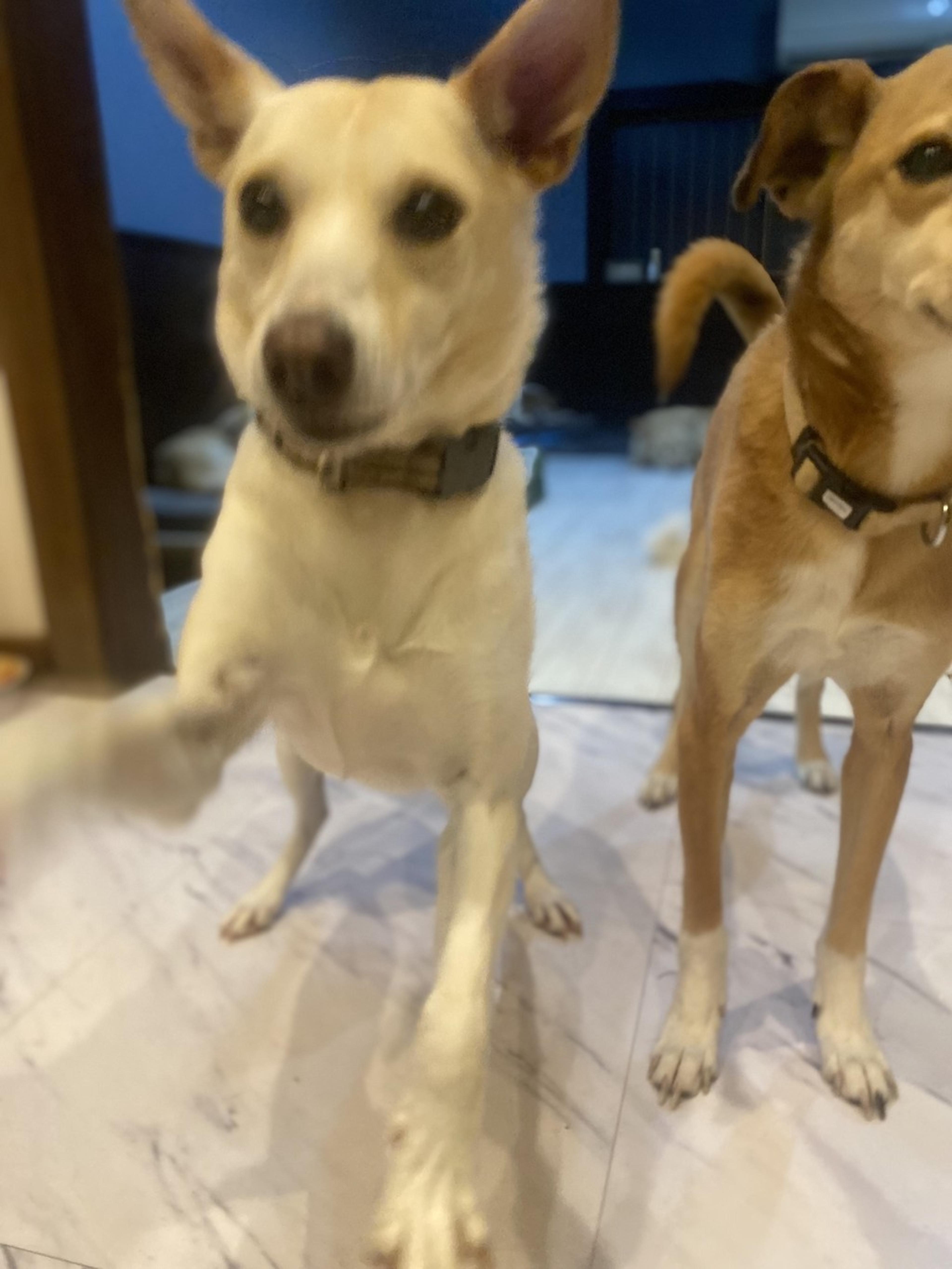 pet-image-4