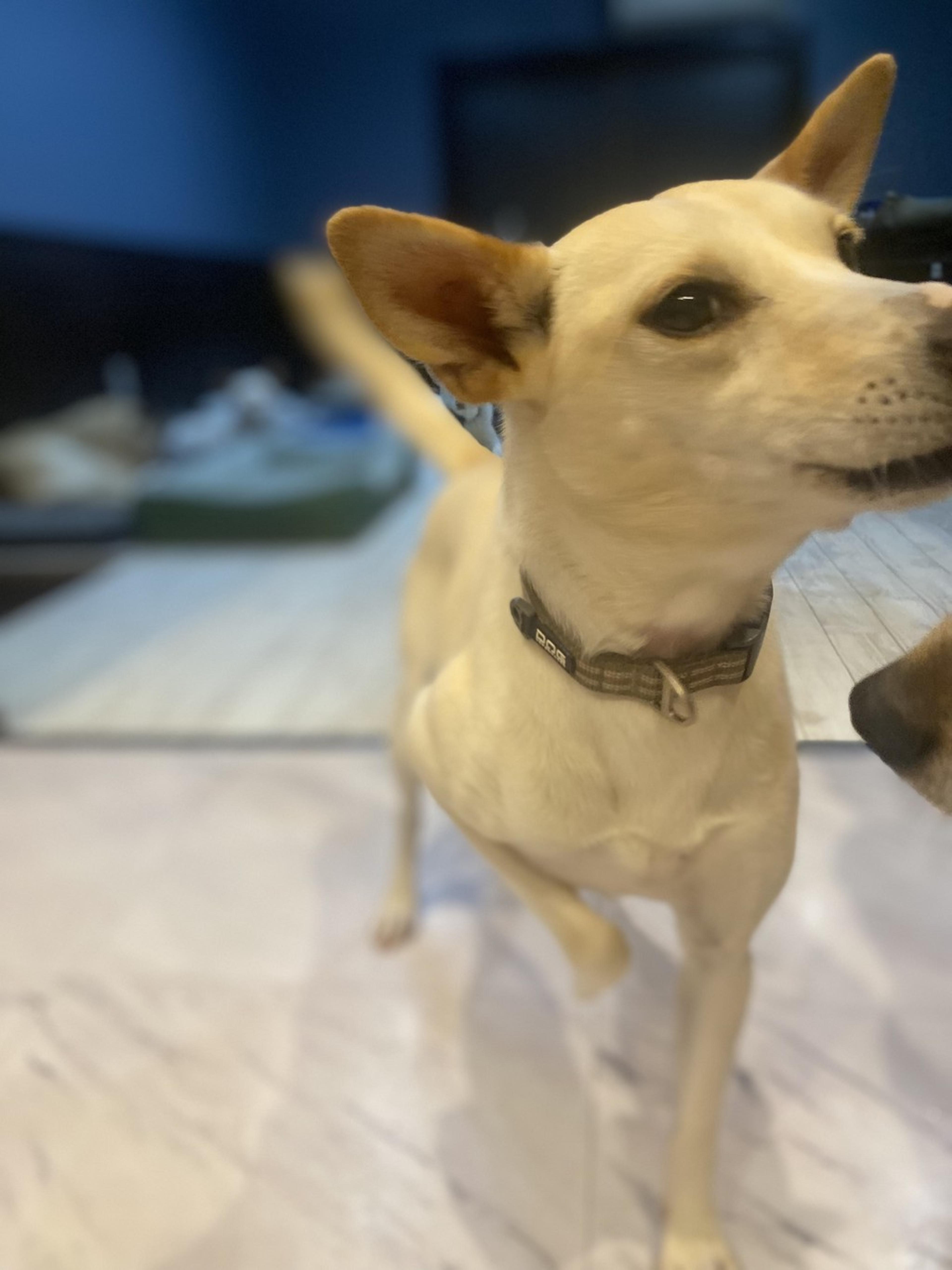 pet-image-5