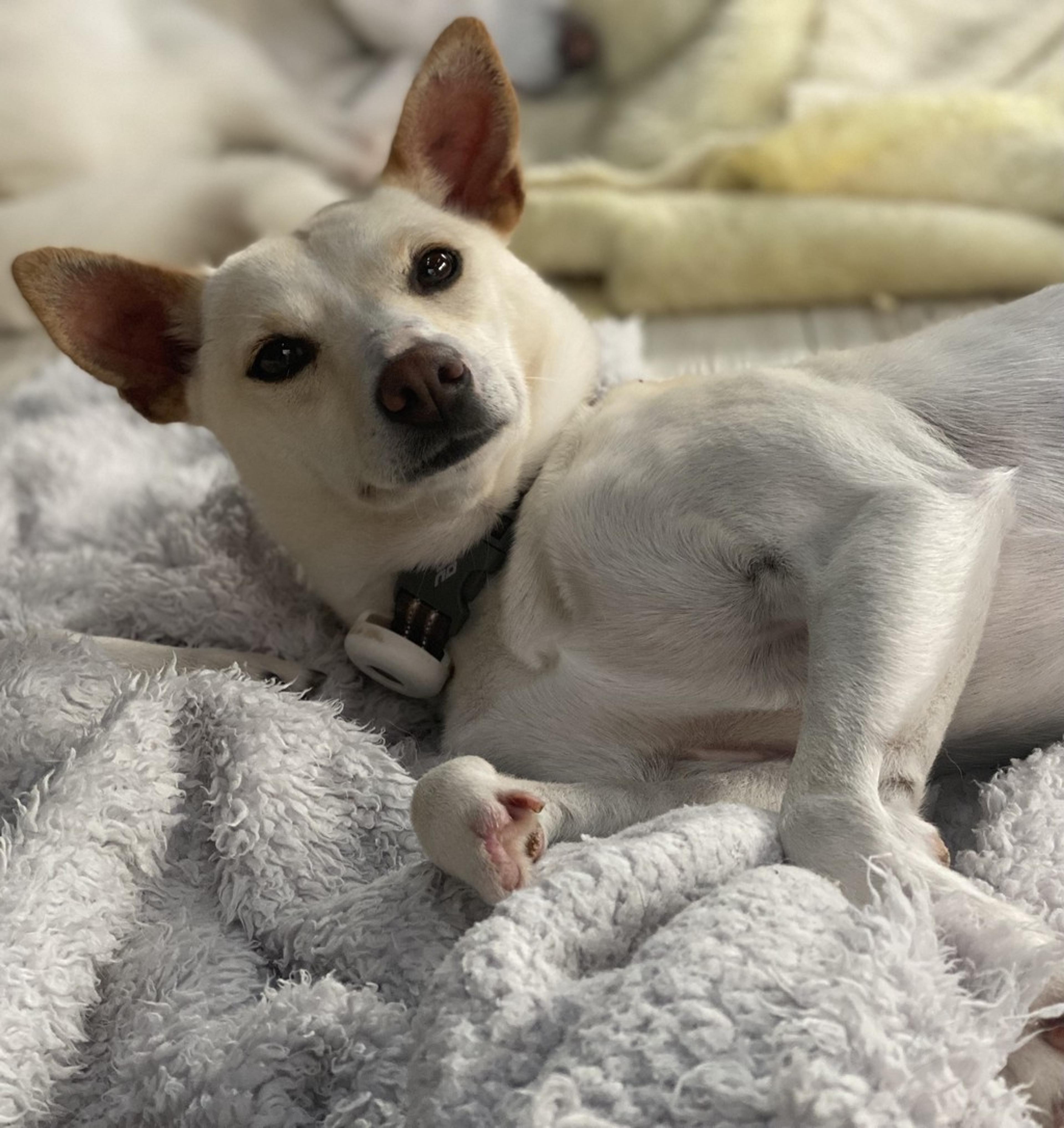 pet-image-6