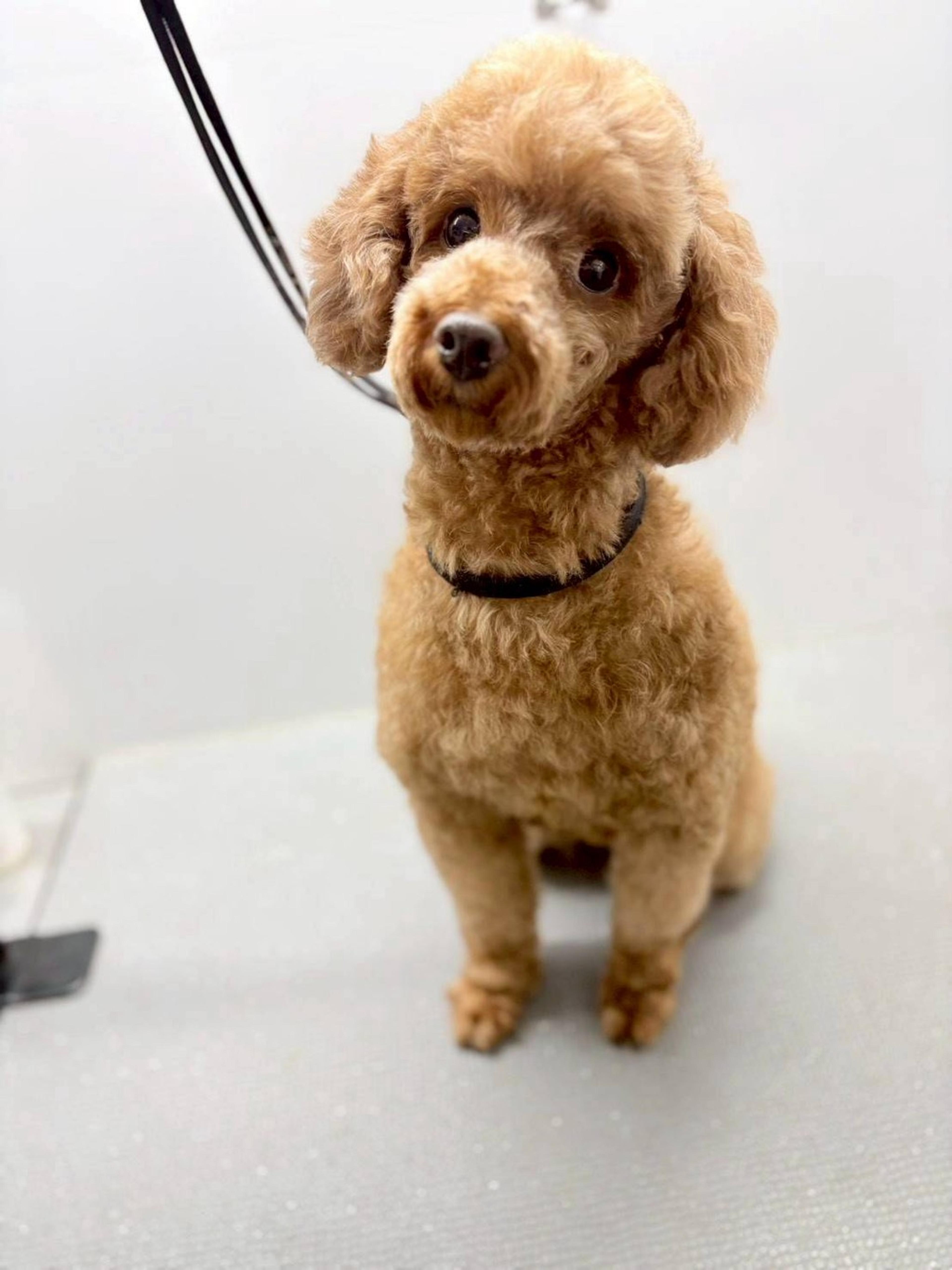 pet-image-2