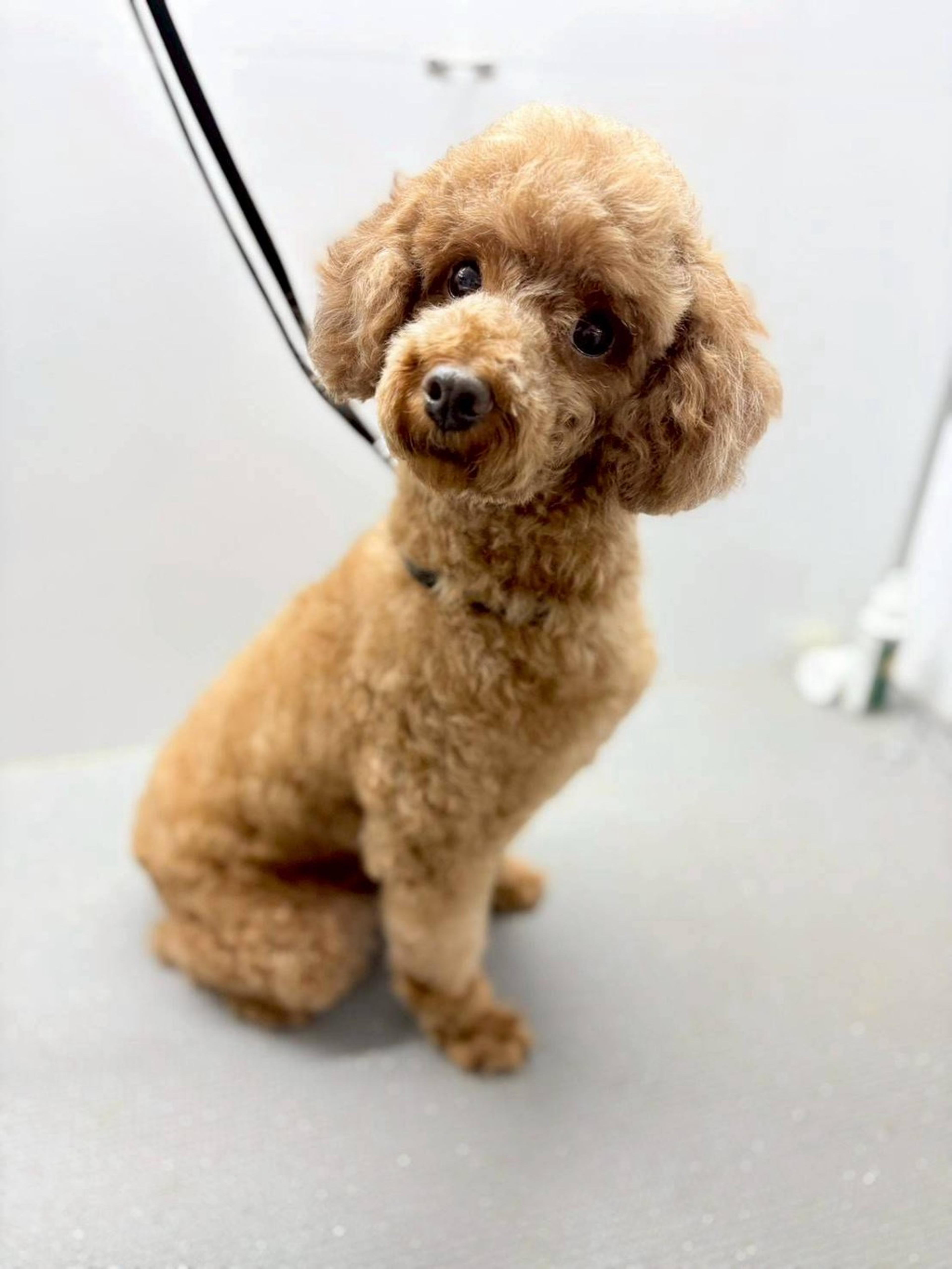 pet-image-3
