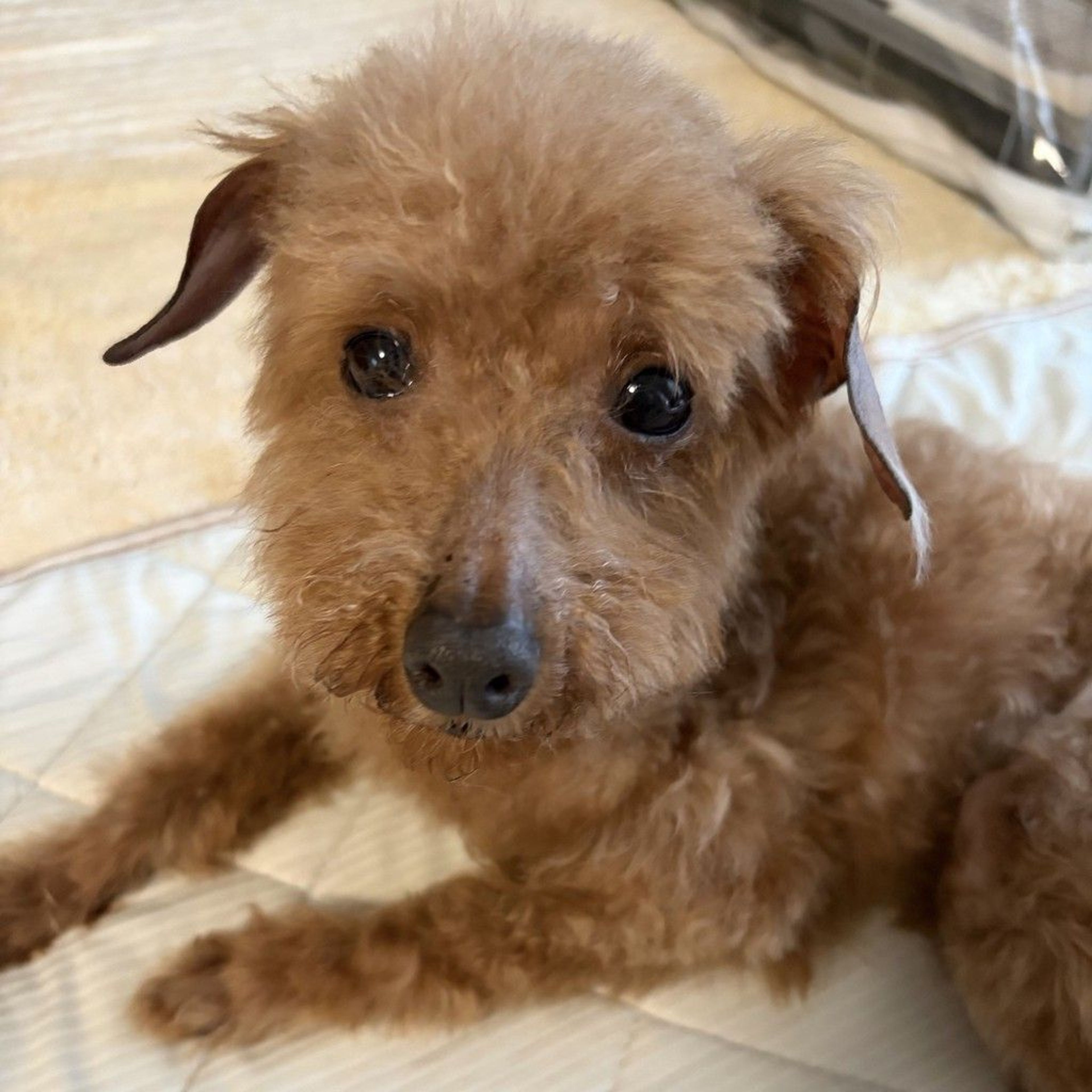 pet-image-4