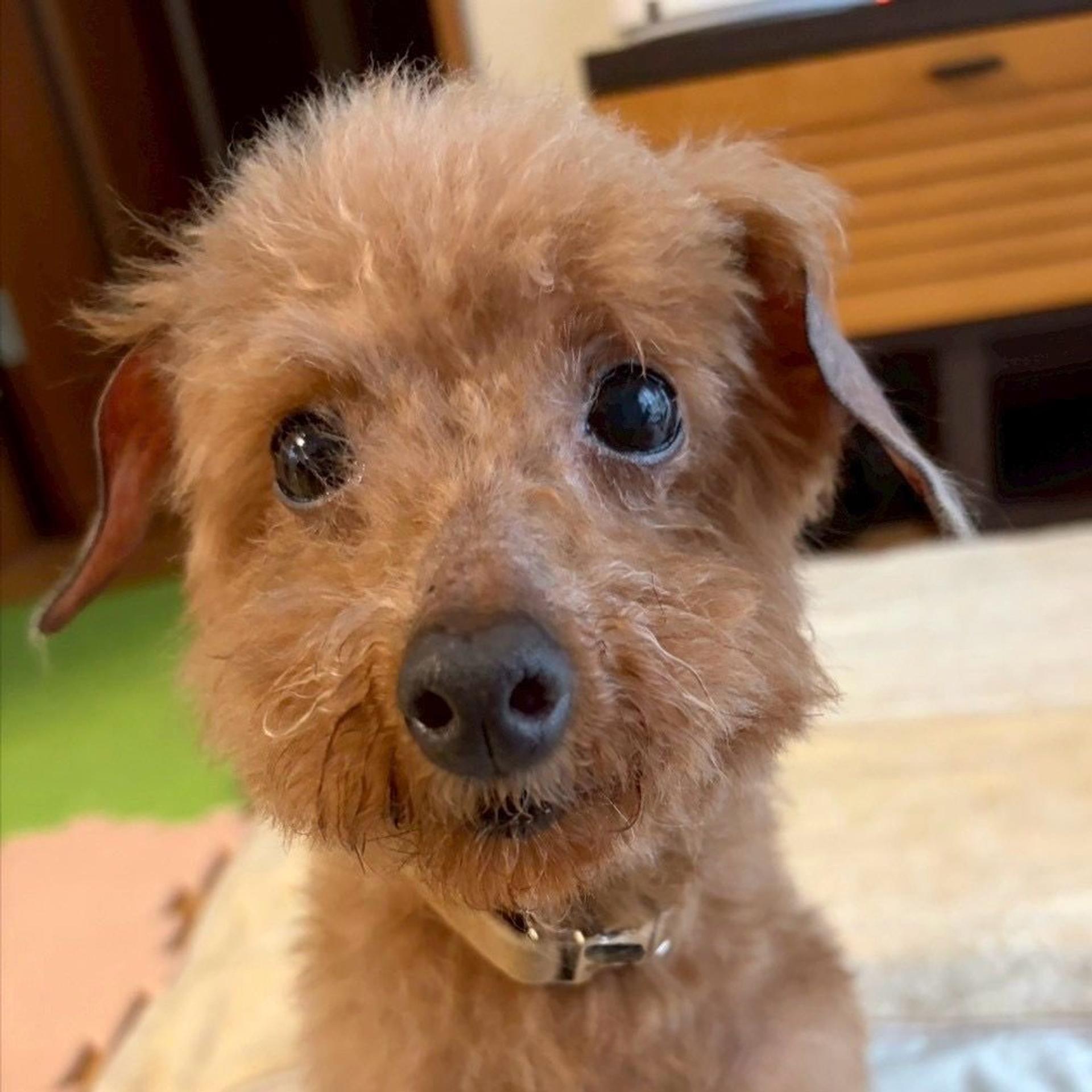 pet-image-3
