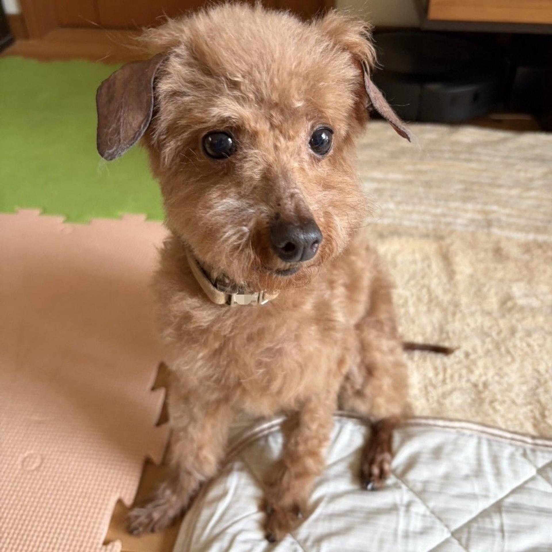 pet-image-6