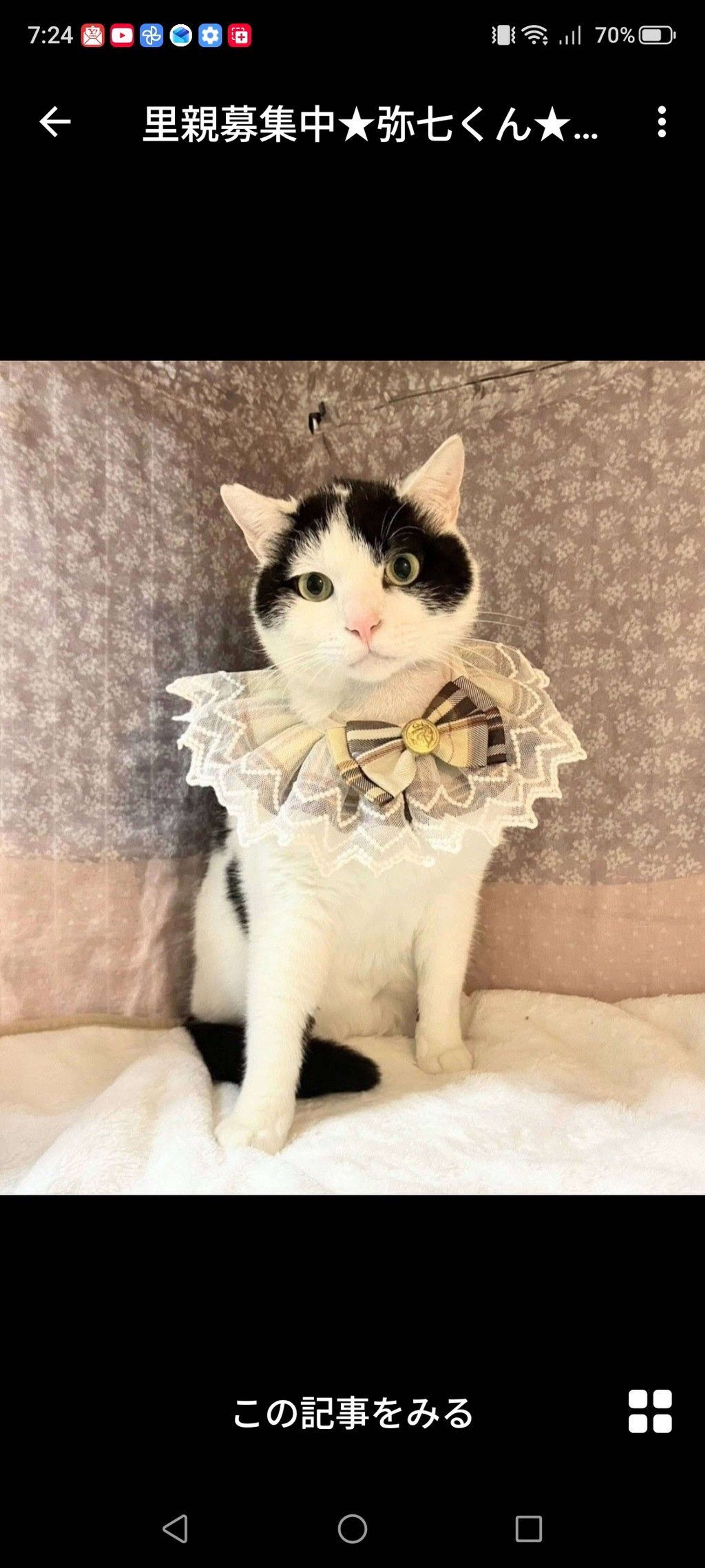 雑種（ミックス猫）・オスの里親募集の写真
