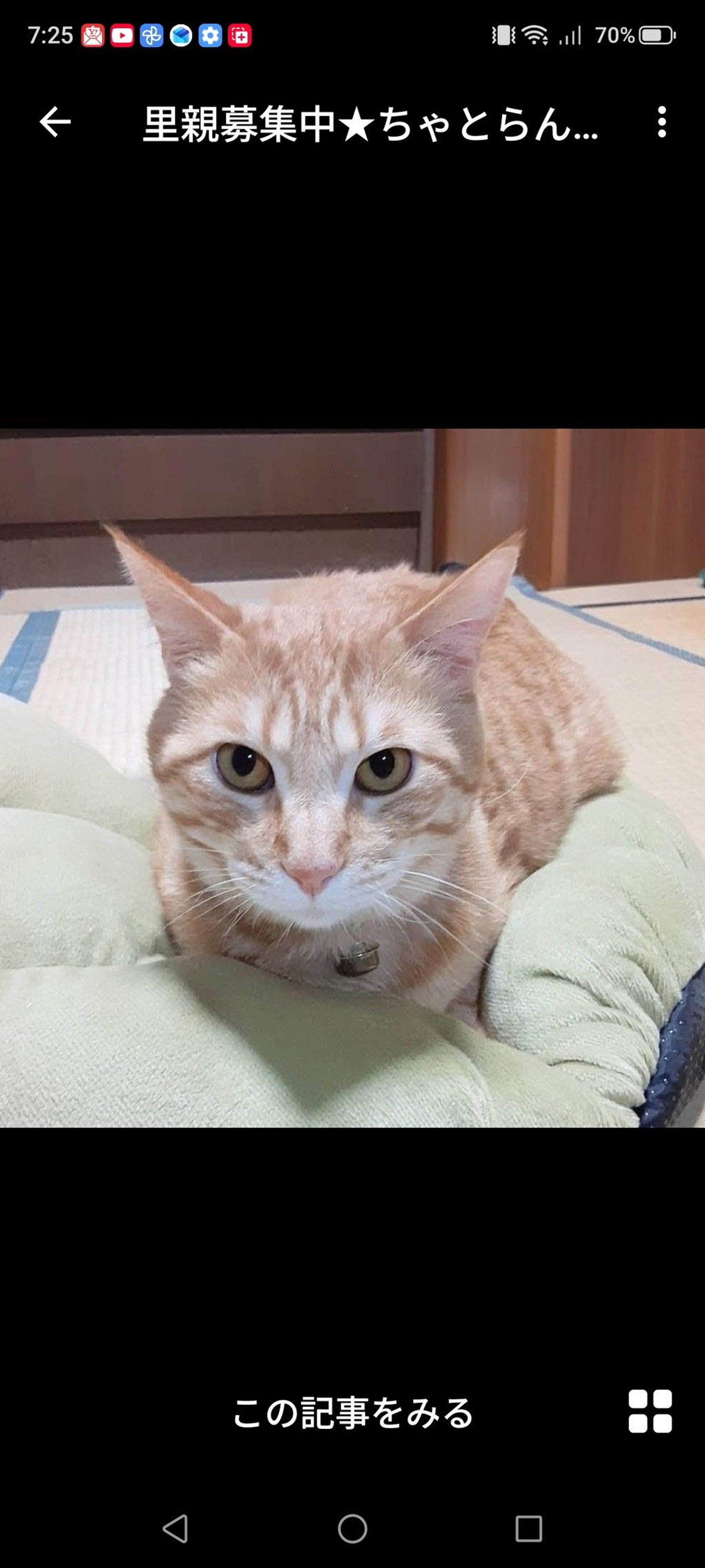 雑種（ミックス猫）・オスの里親募集の写真