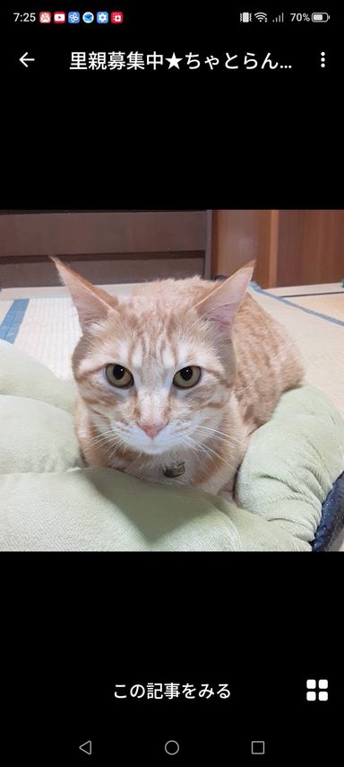 雑種（ミックス猫）・オスの里親募集の写真
