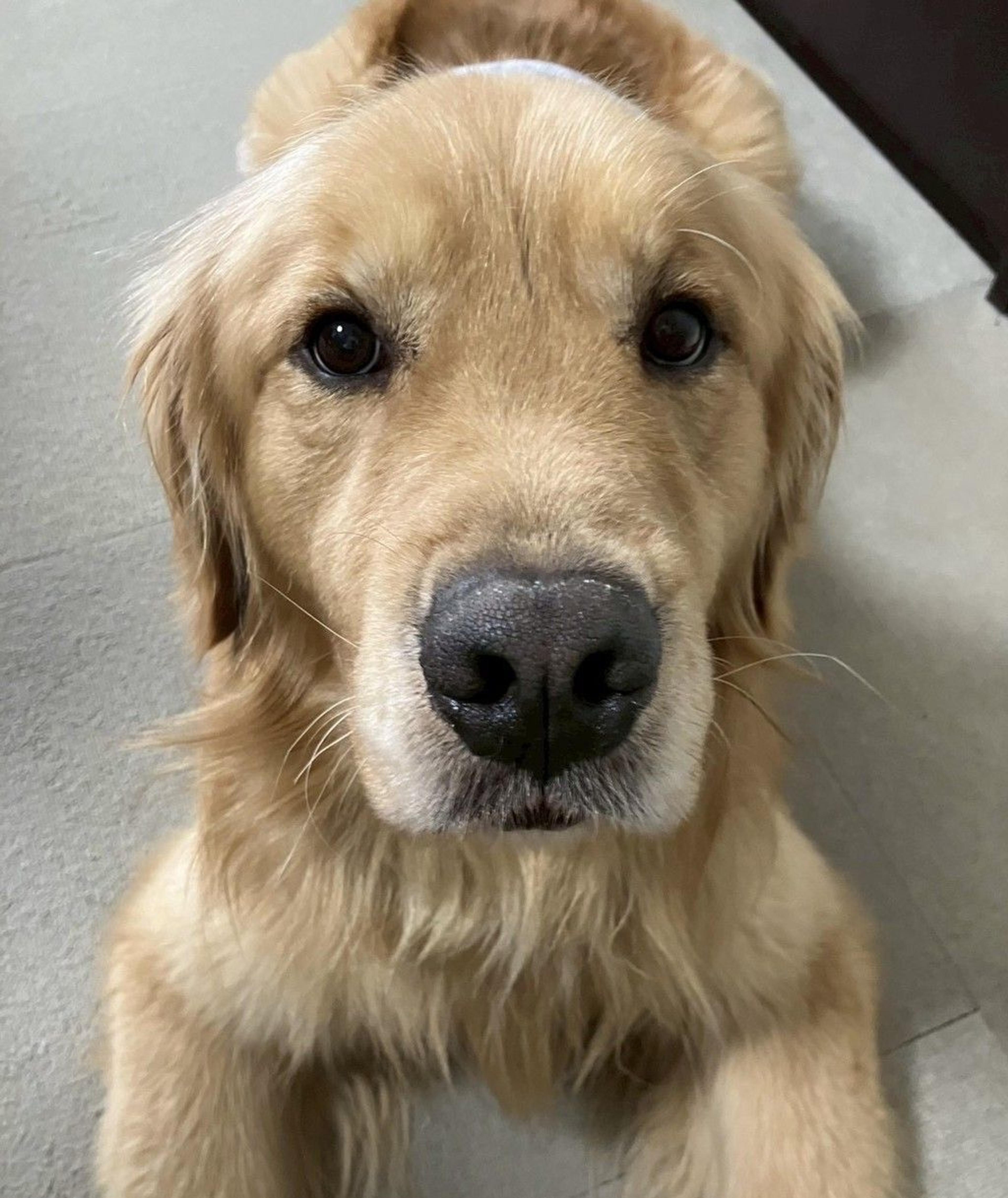 pet-image-4
