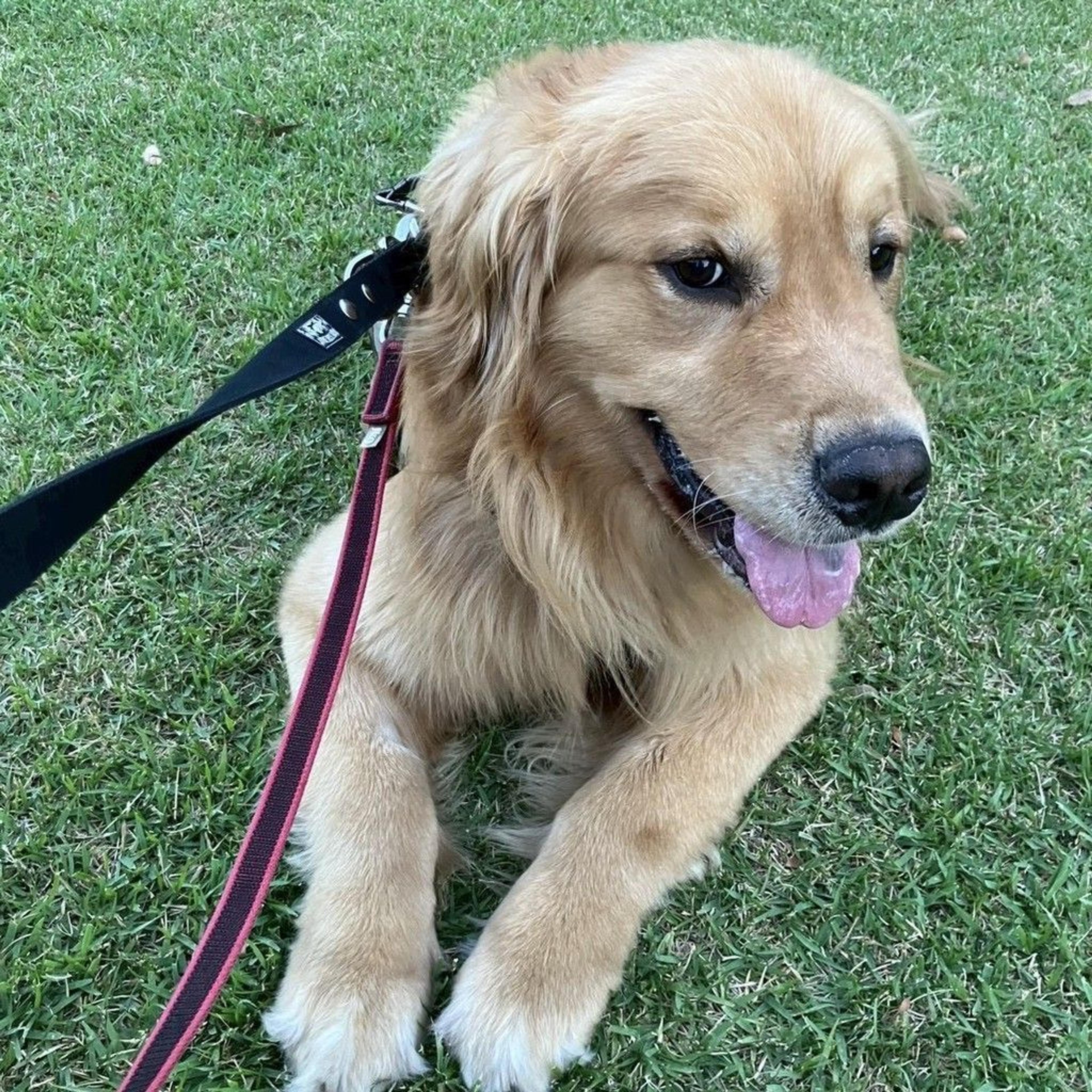 pet-image-5