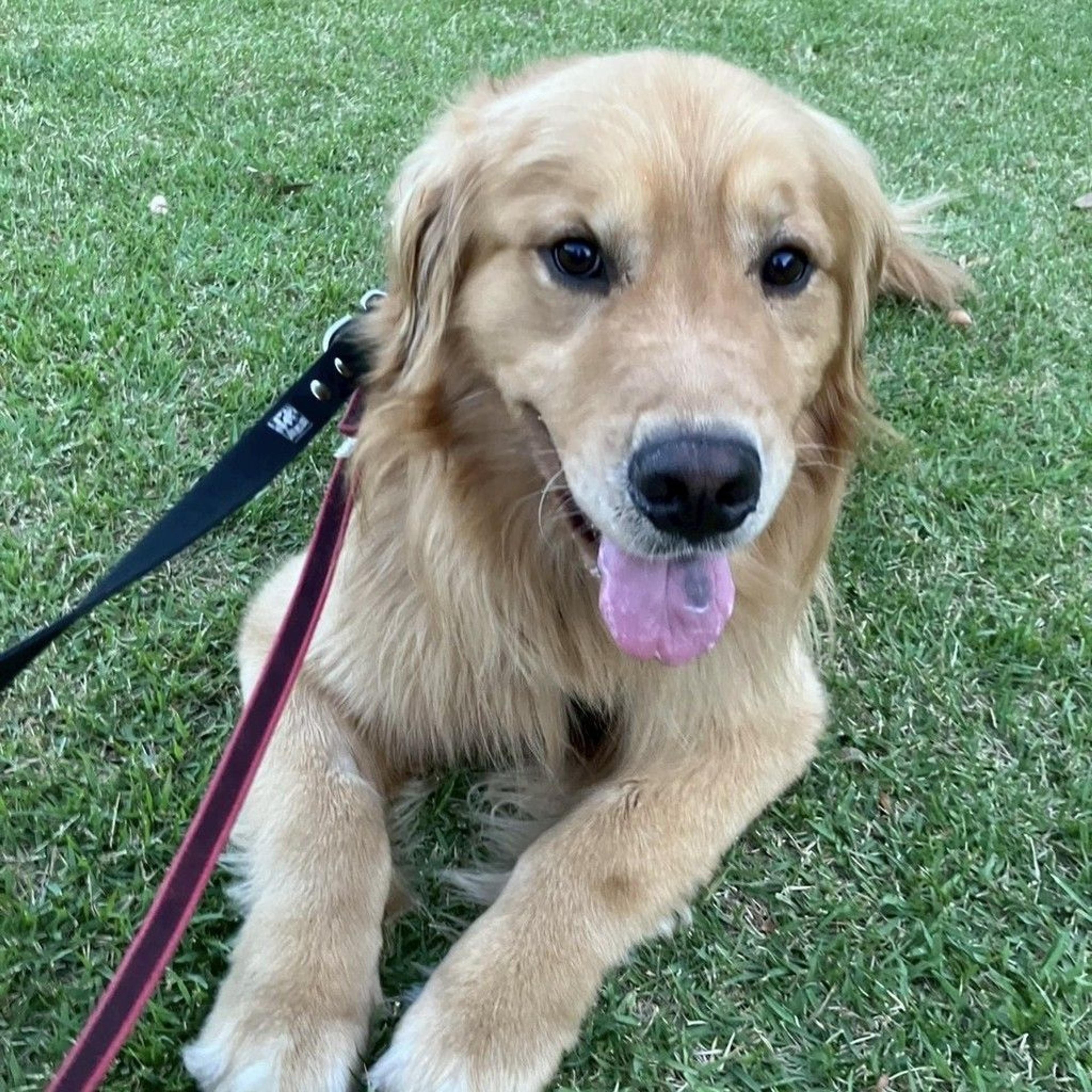 pet-image-6