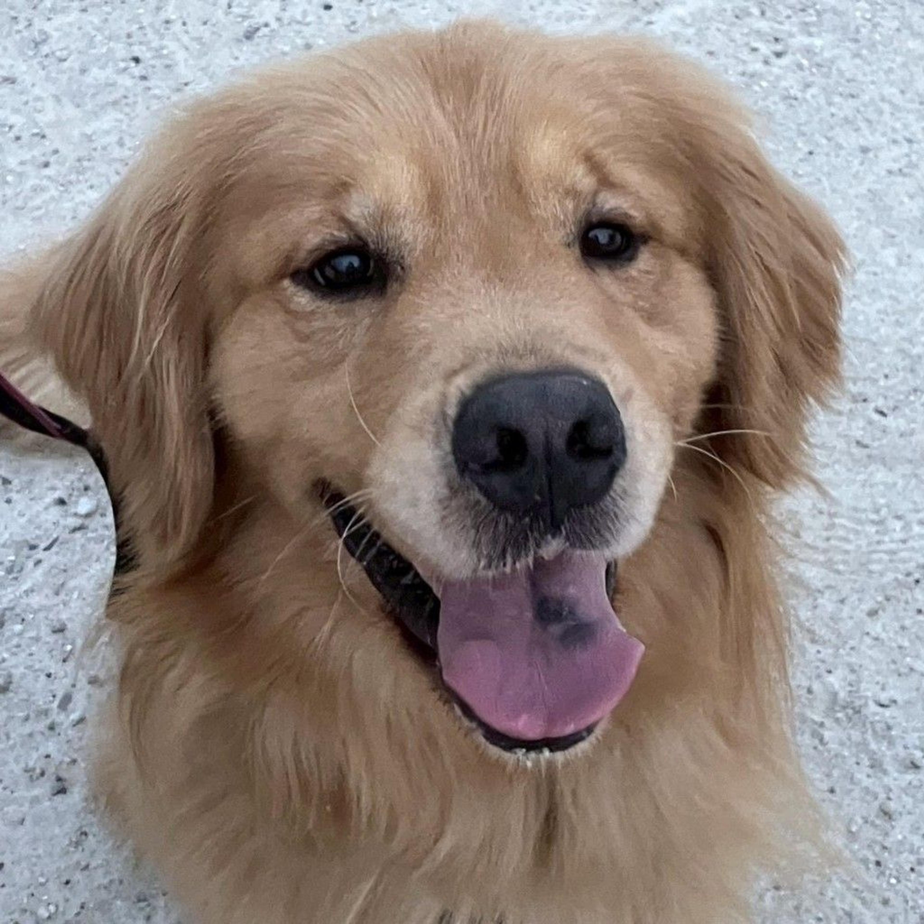 pet-image-7