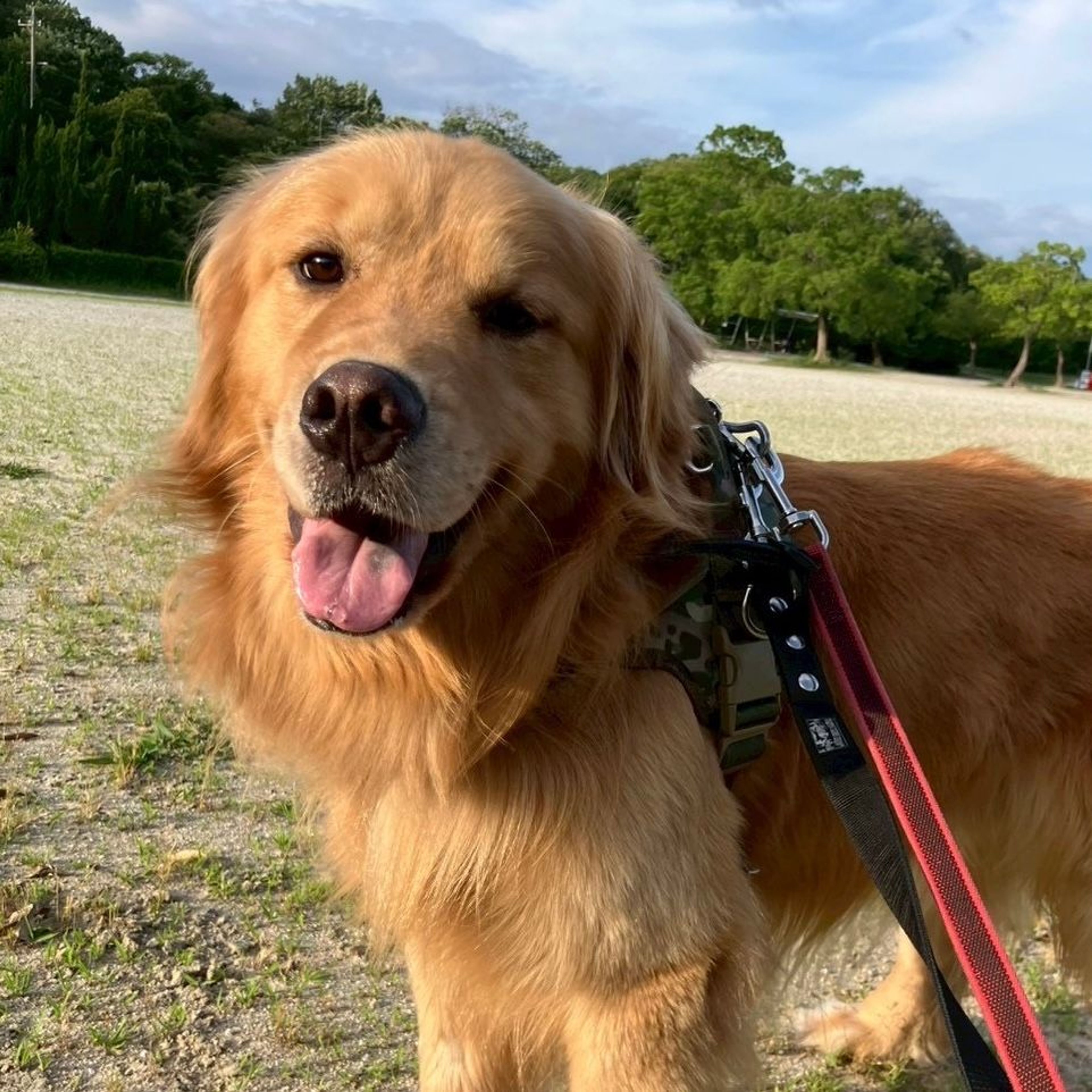 pet-image-8