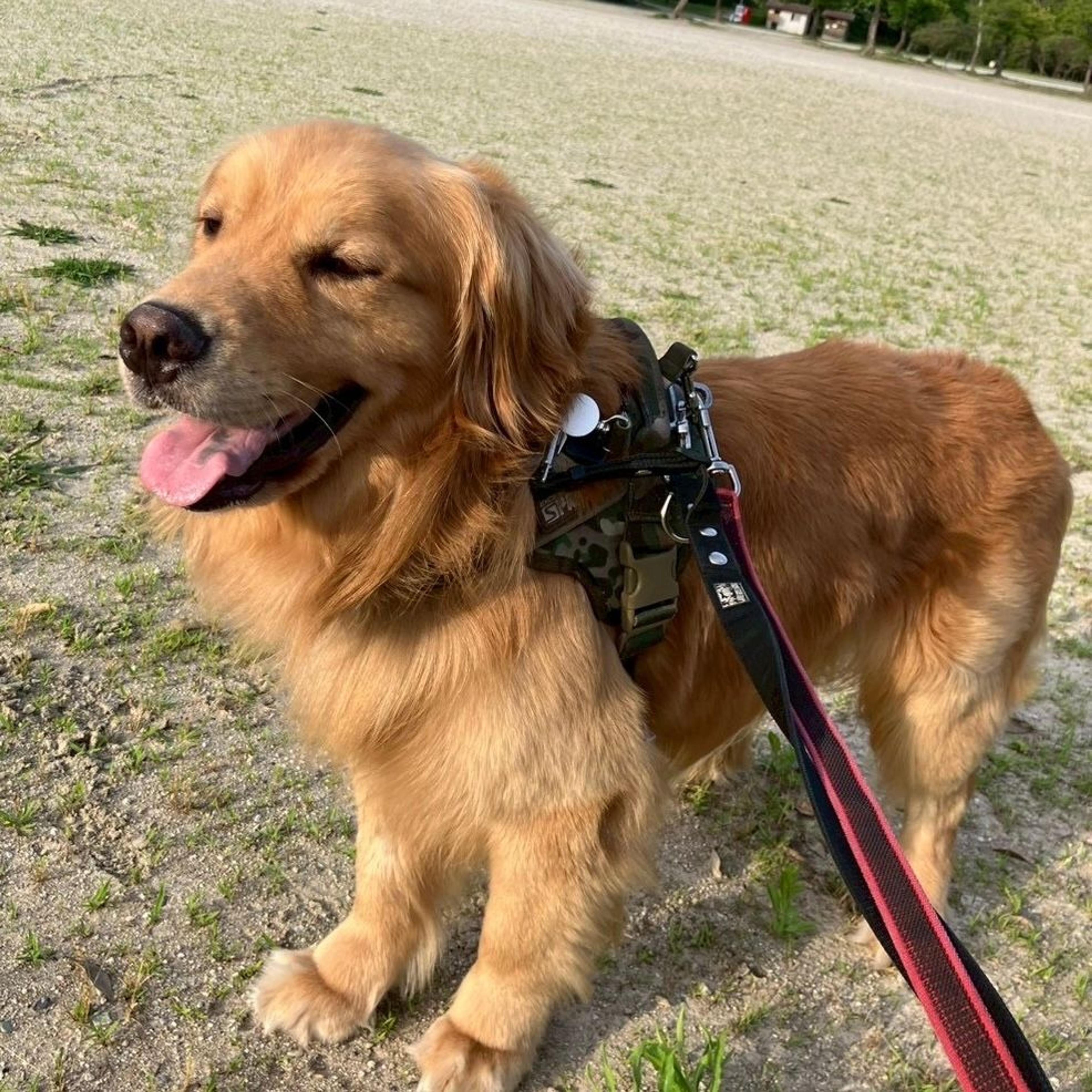 pet-image-9