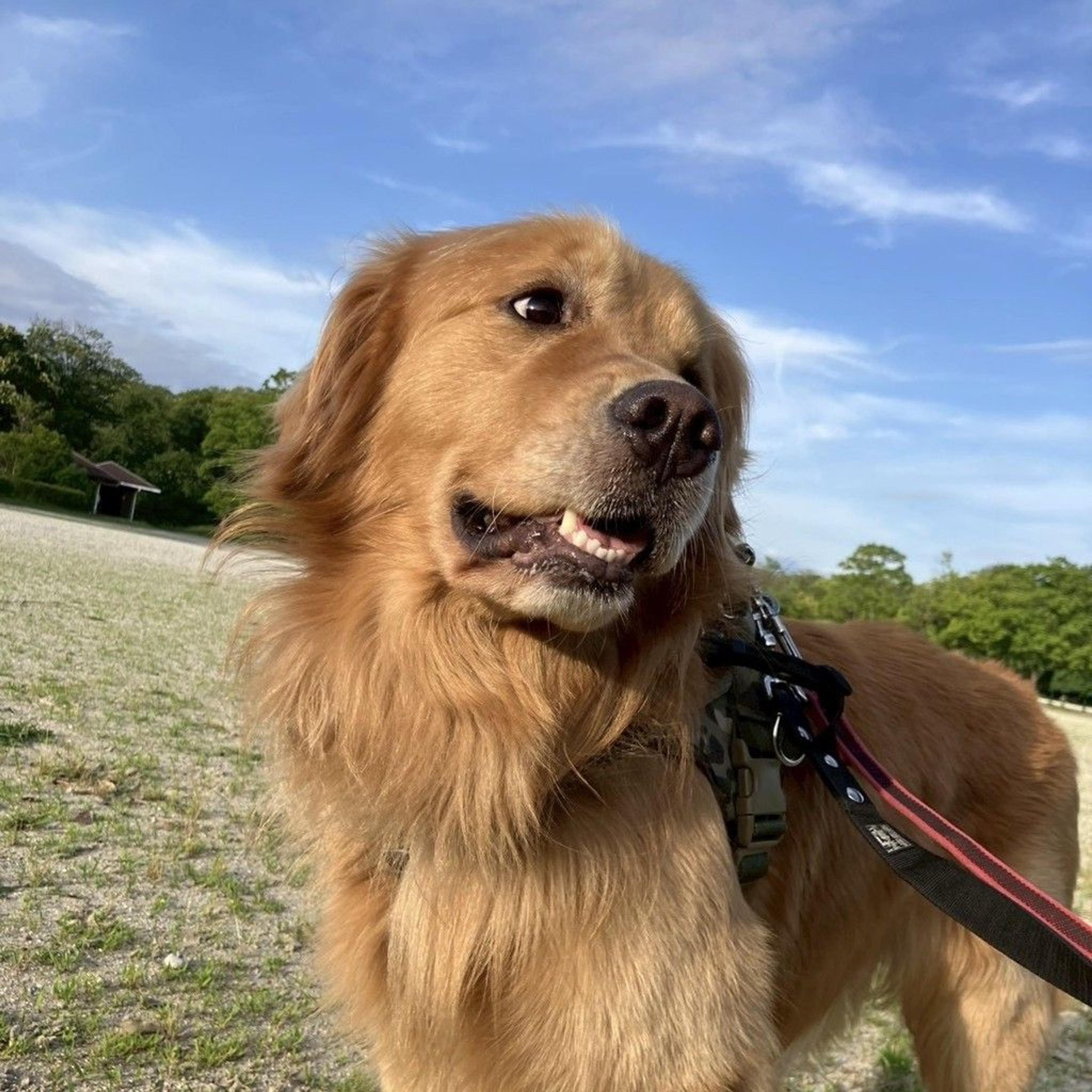 pet-image-10