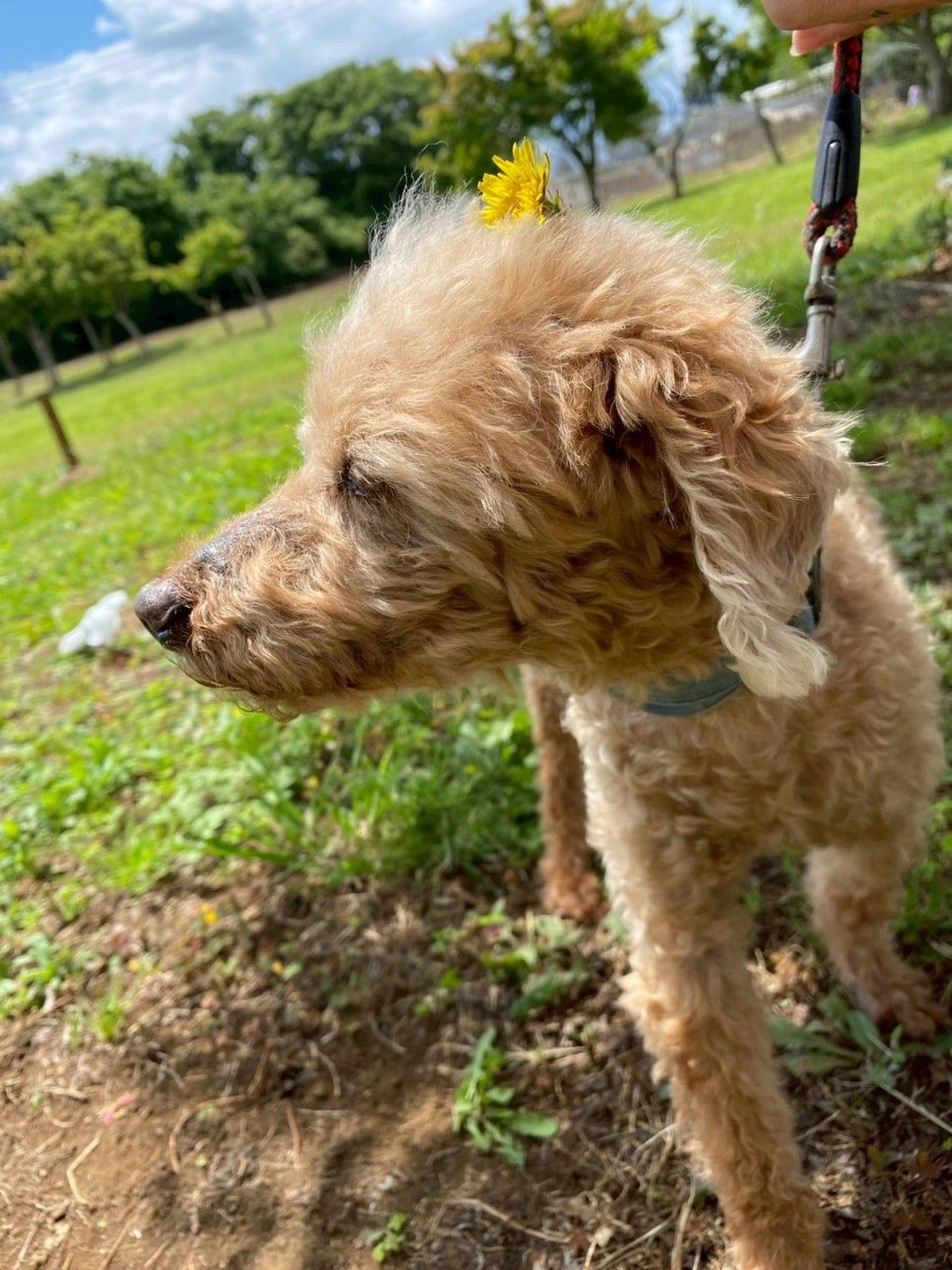 pet-image-2