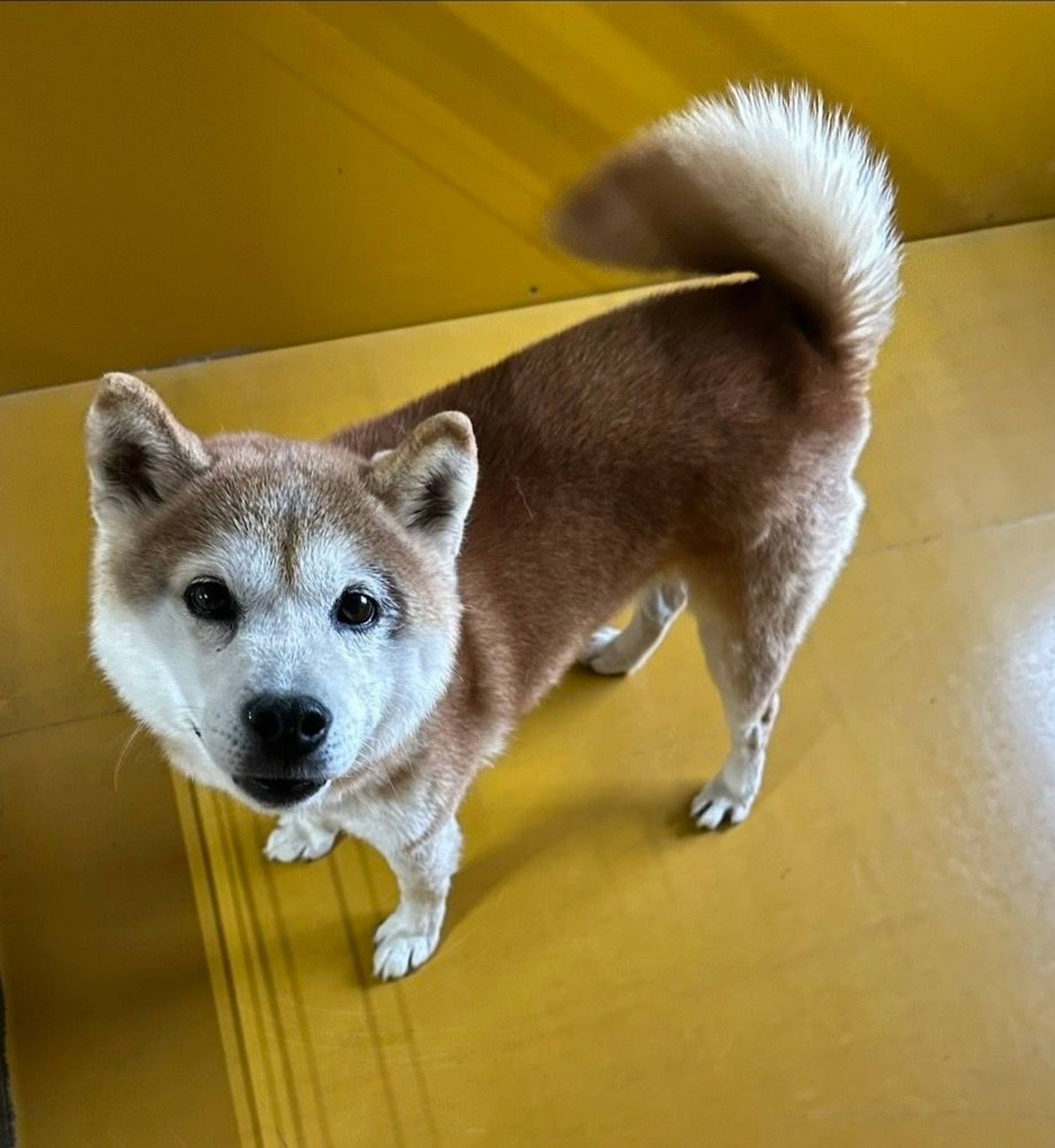 柴犬・オスの里親募集の写真