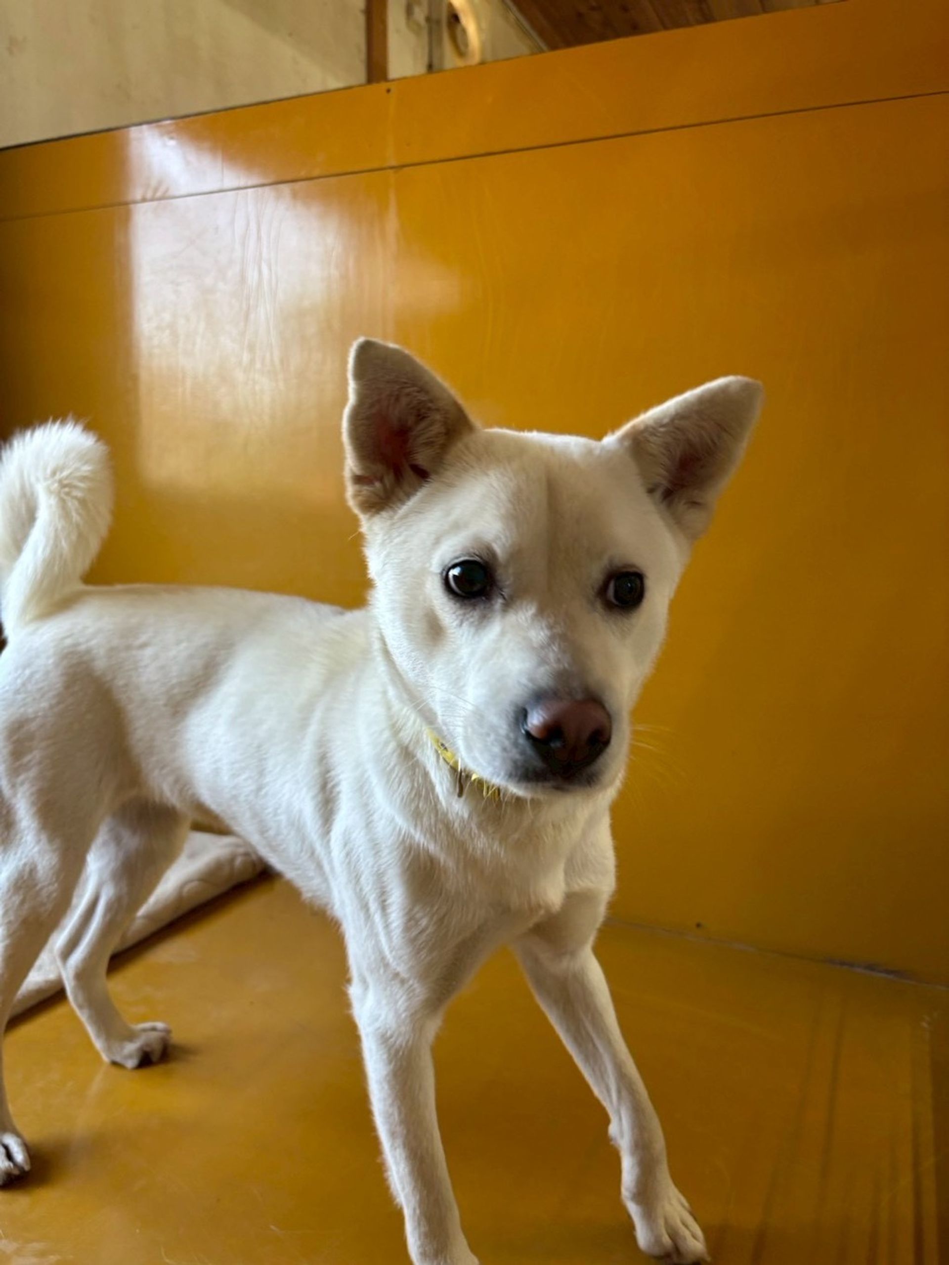 雑種（ミックス犬）・メスの里親募集の写真