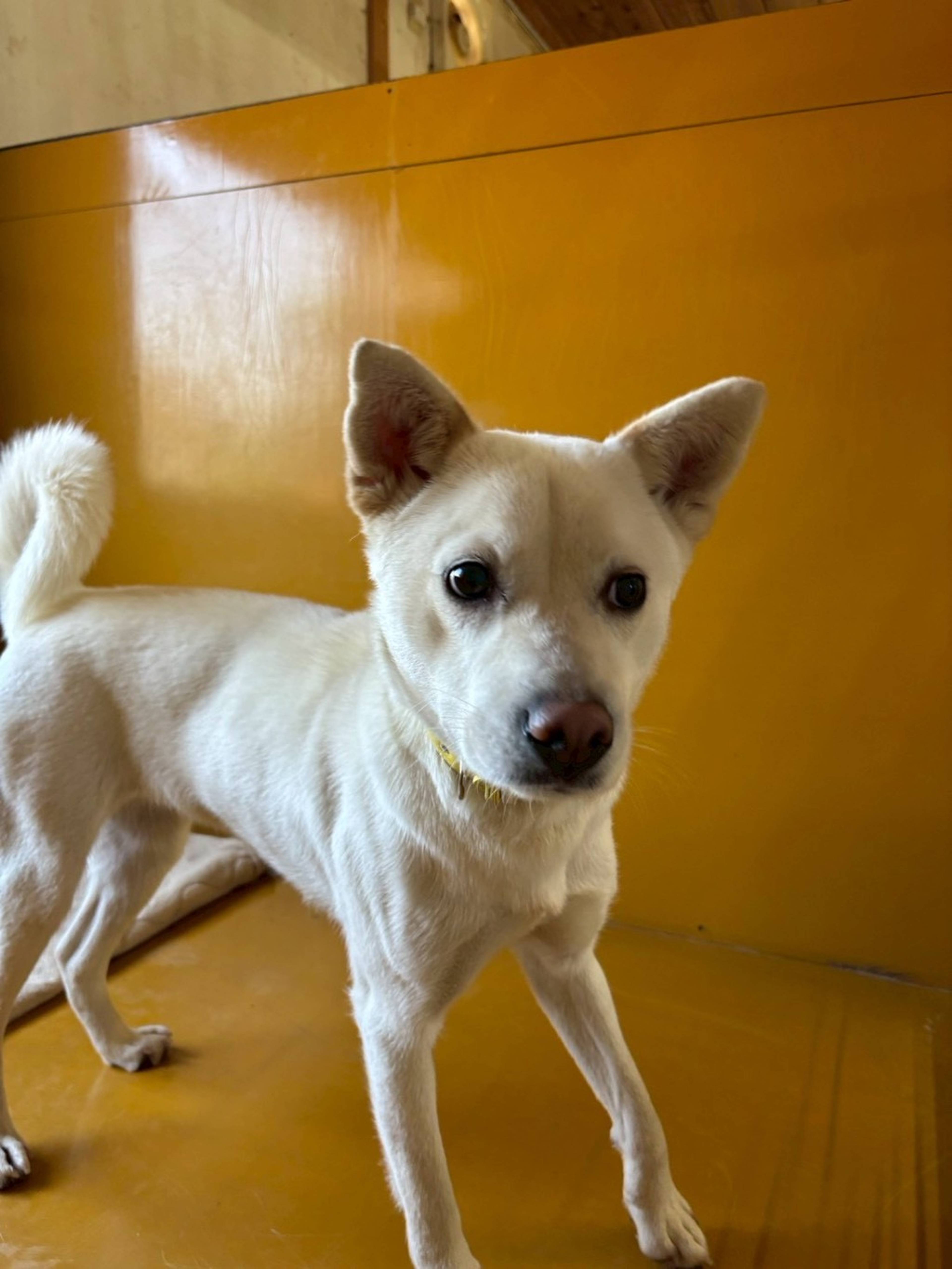 雑種（ミックス犬）・メスの里親募集の写真