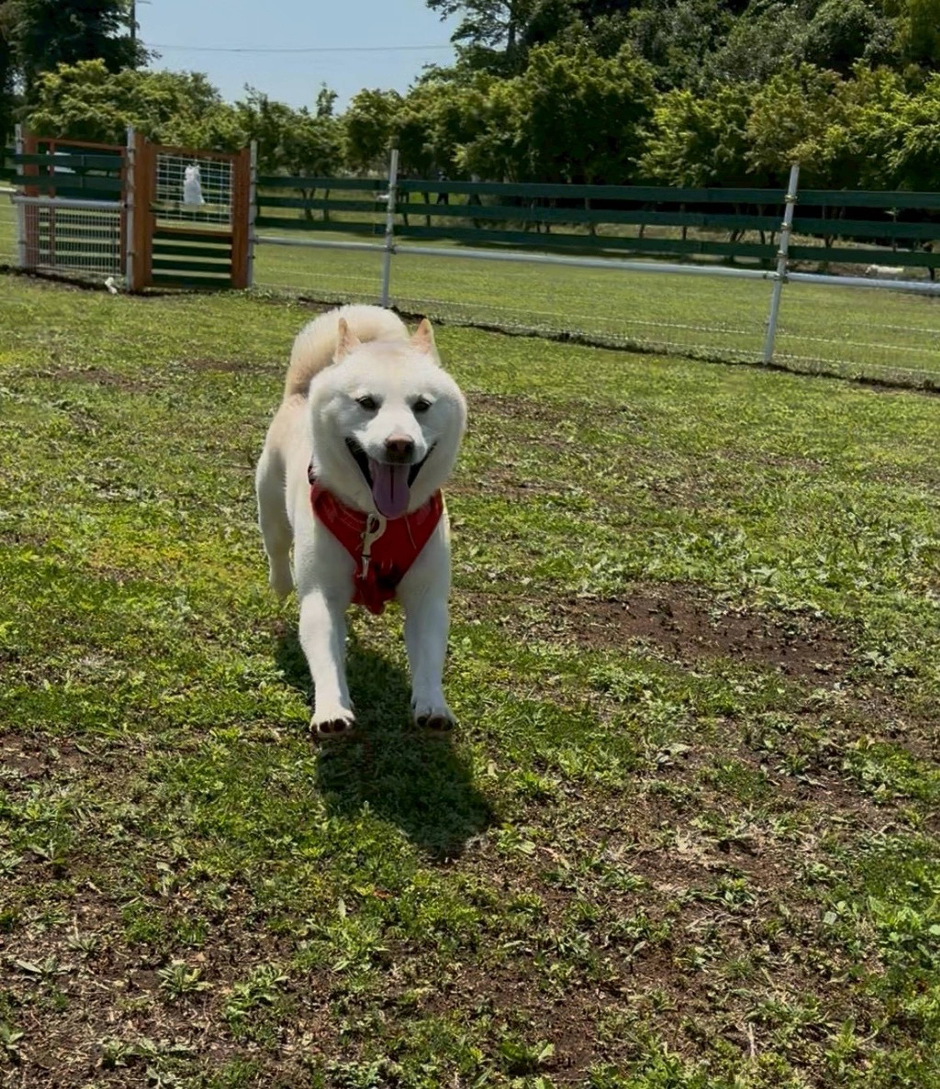 柴犬・オスの里親募集の写真