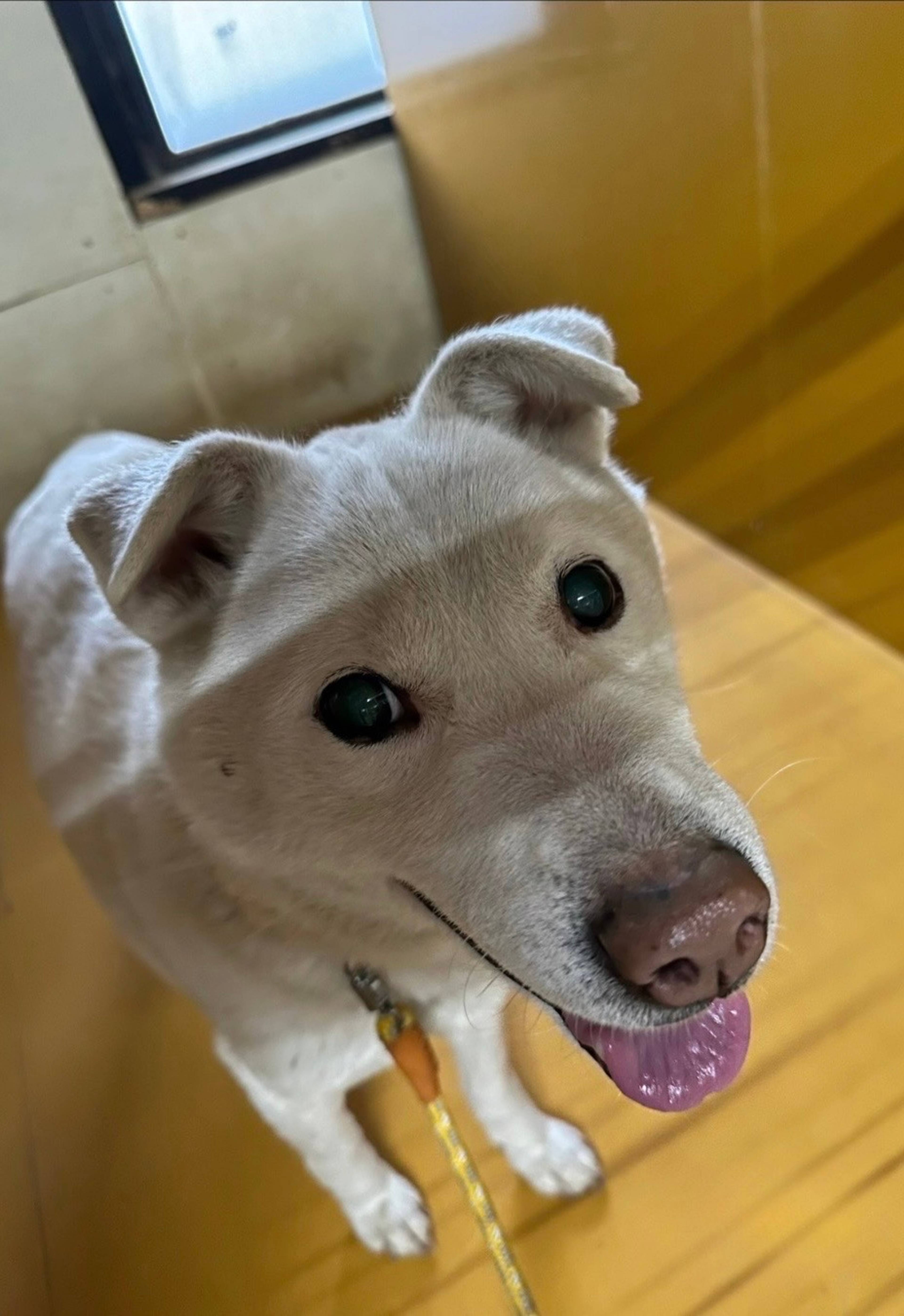 雑種（ミックス犬）・オスの里親募集の写真
