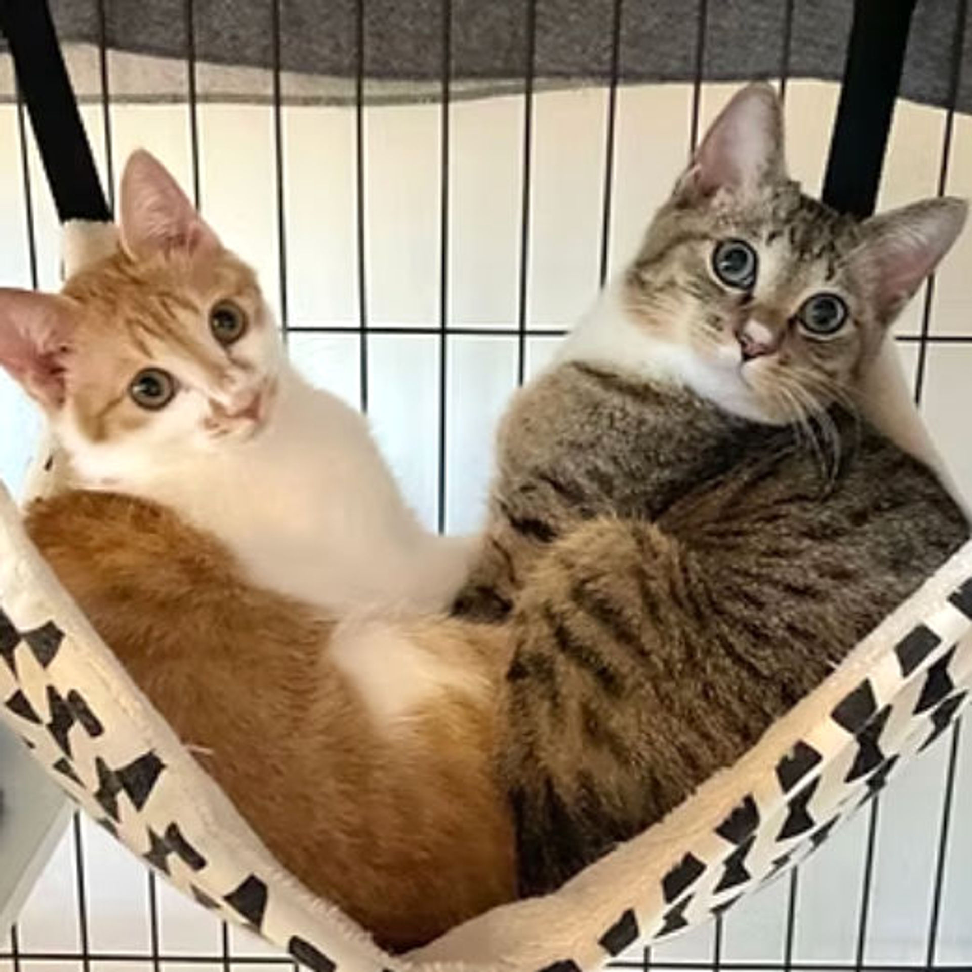 雑種（ミックス猫）・オスの里親募集の写真