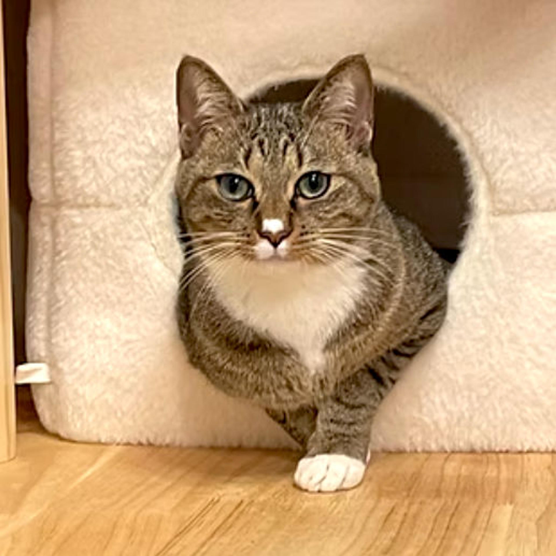 pet-image-5