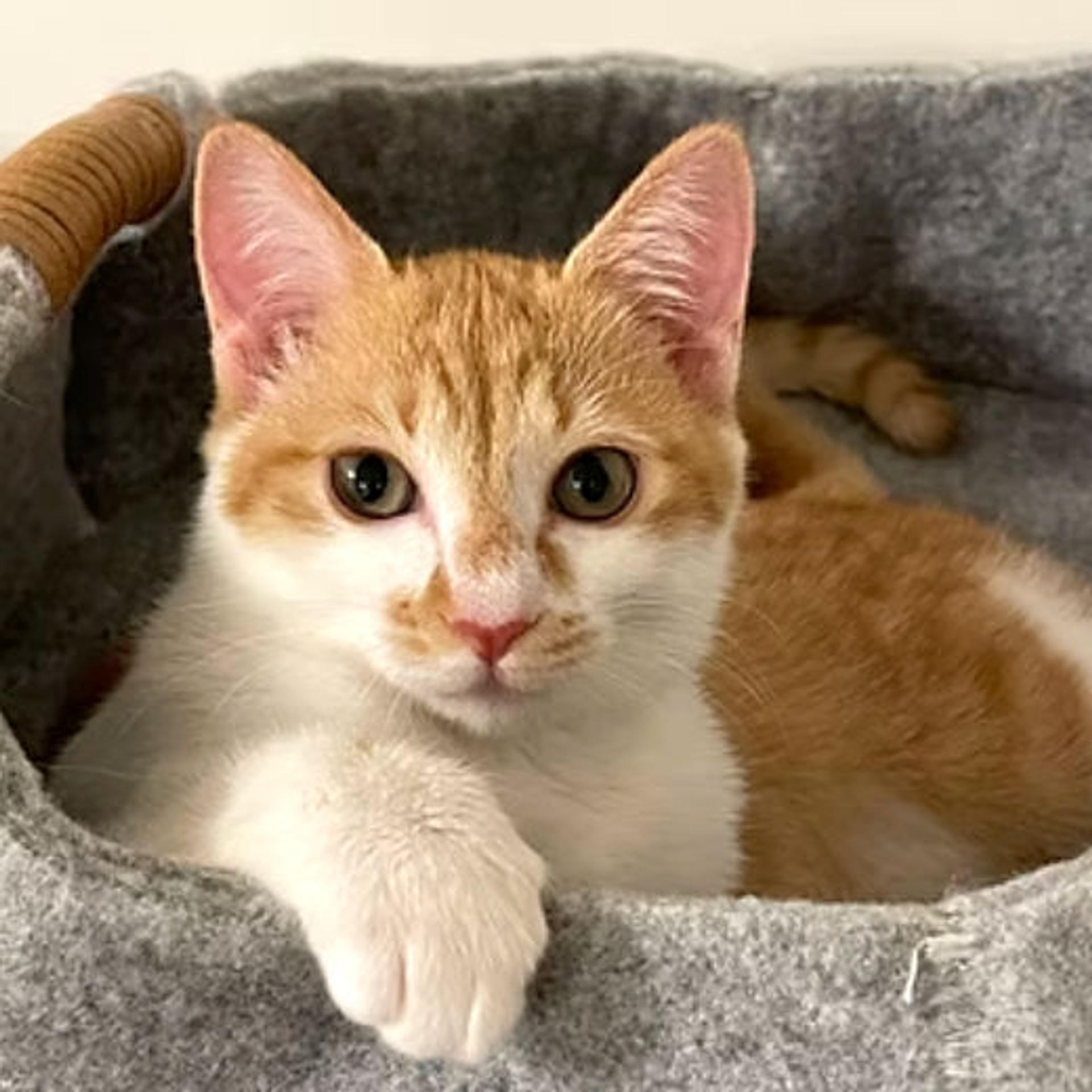 pet-image-7