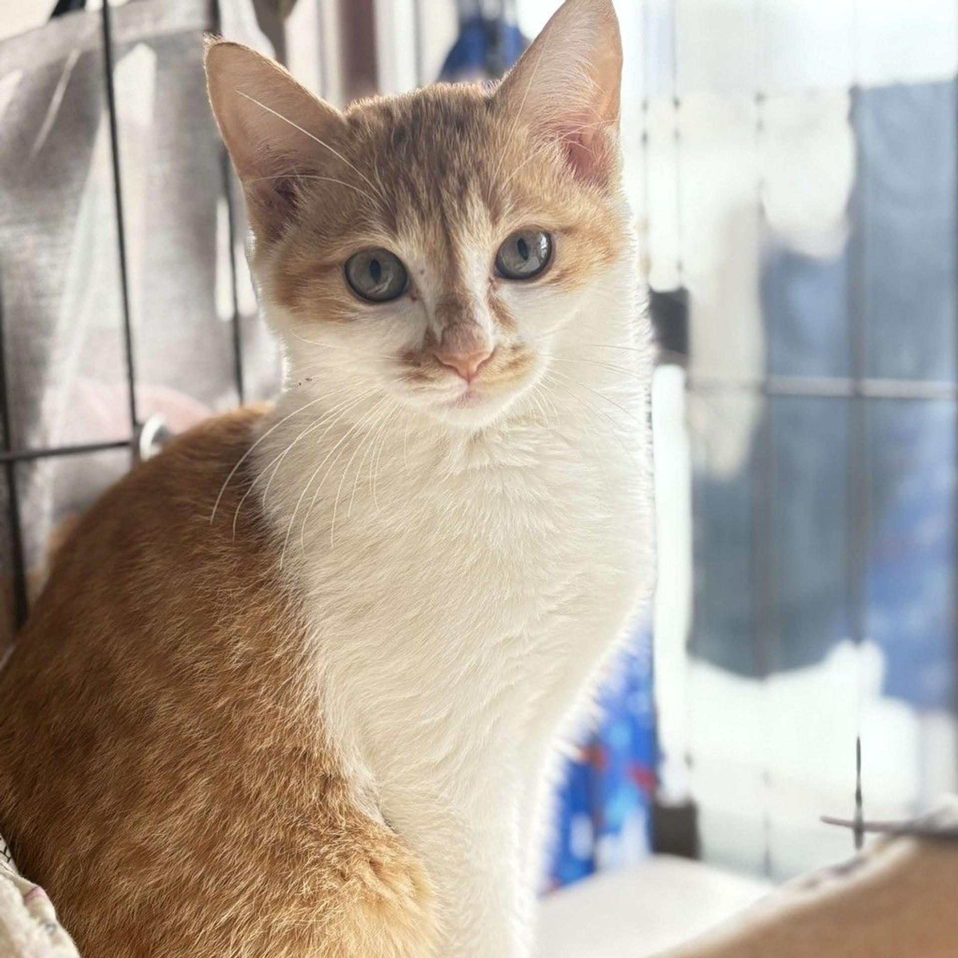 pet-image-9