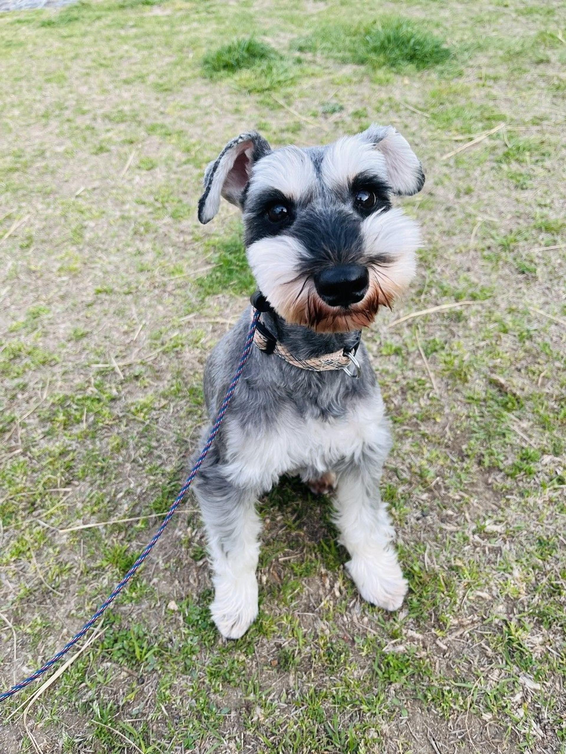 pet-image-2