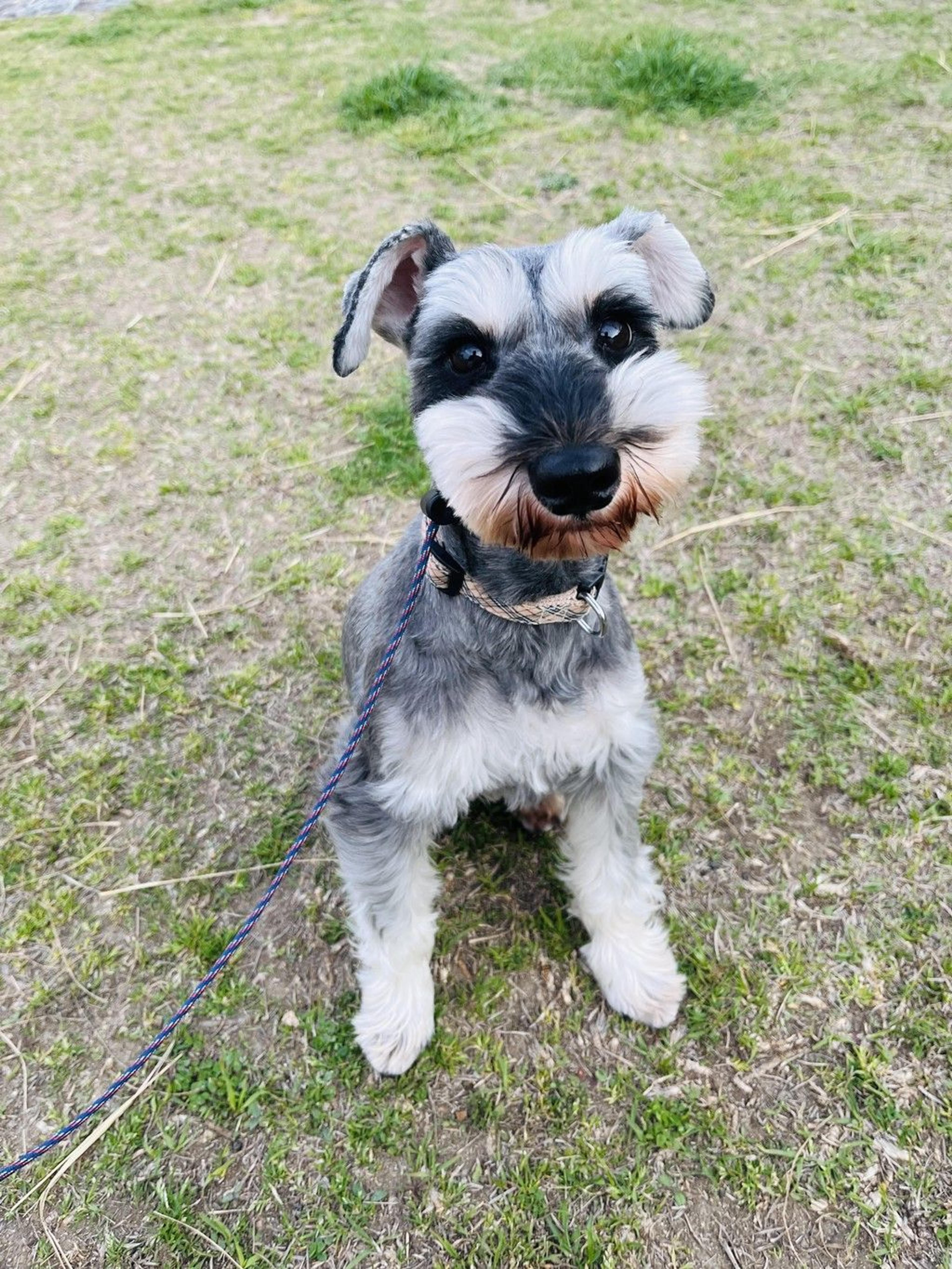 pet-image-2
