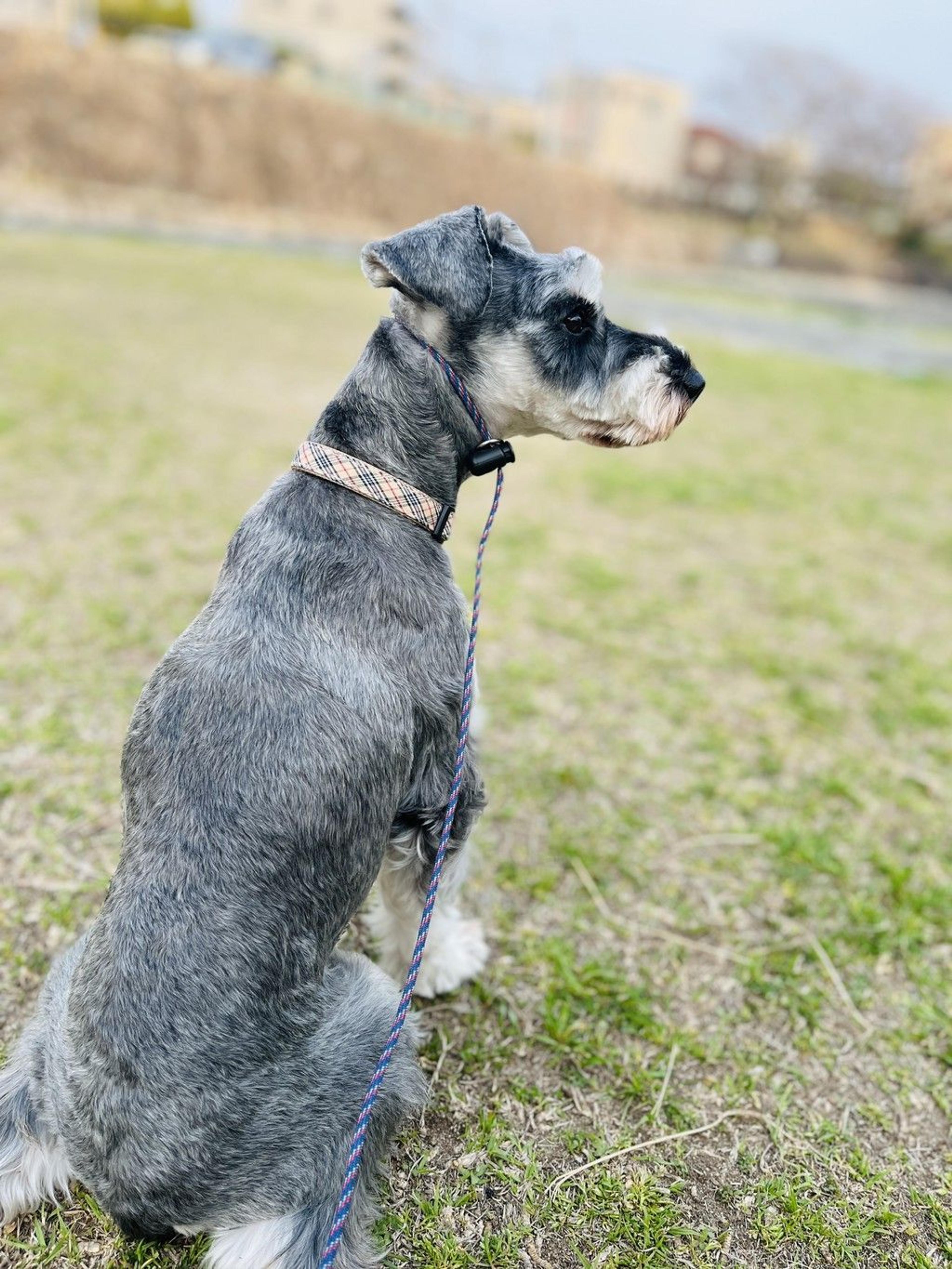 pet-image-3