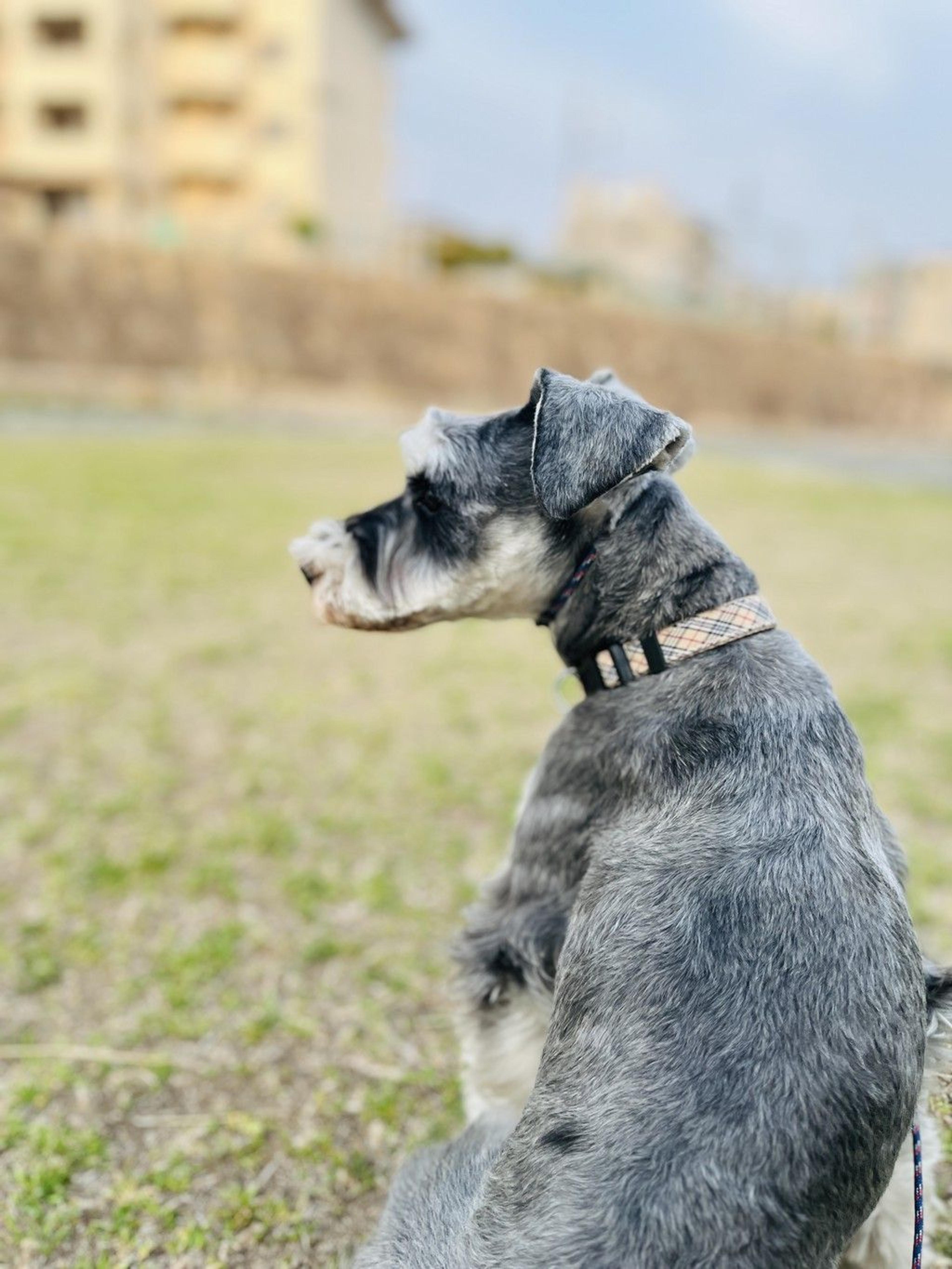 pet-image-4
