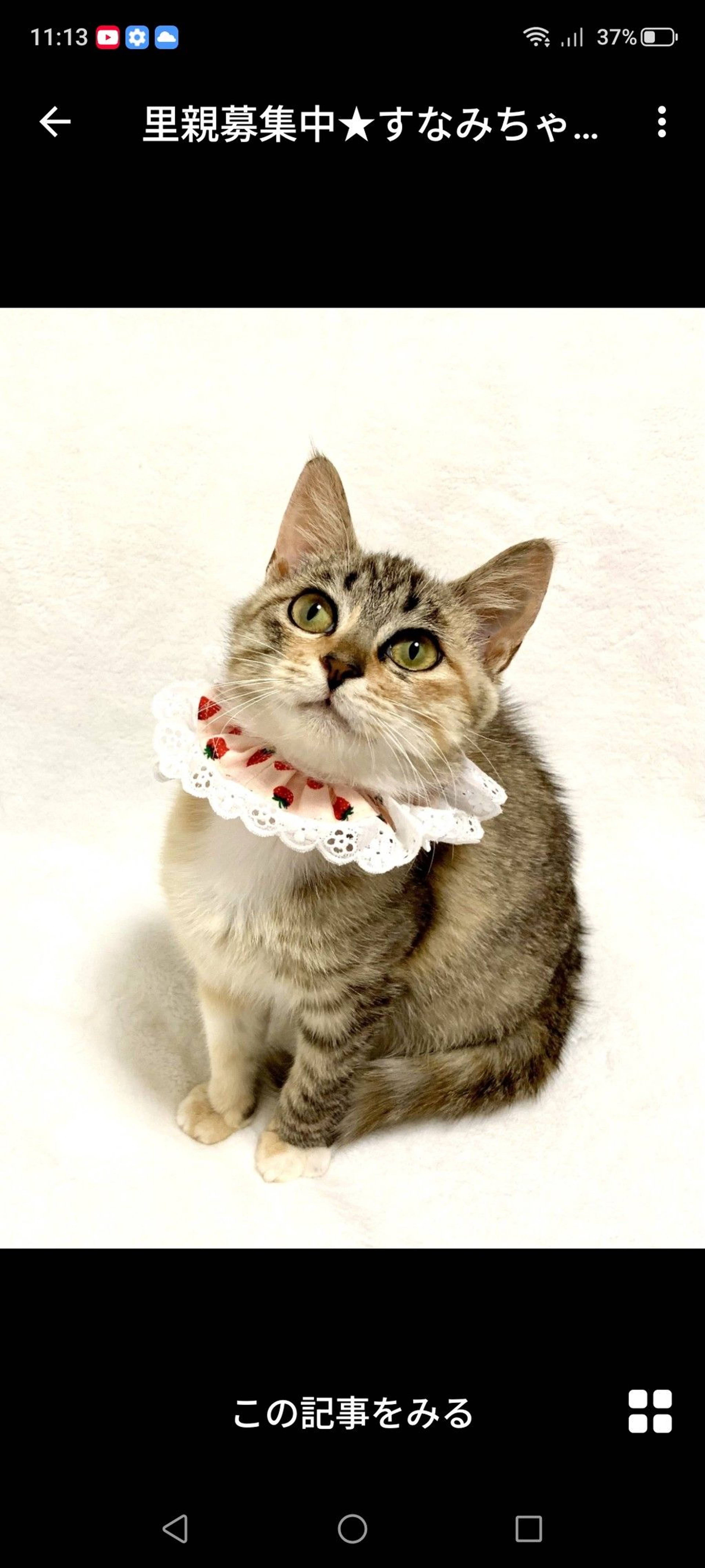 雑種（ミックス猫）・メスの里親募集の写真