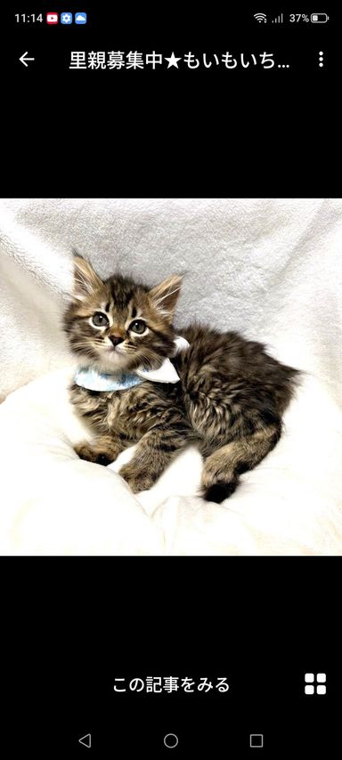 雑種（ミックス猫）・メスの里親募集の写真
