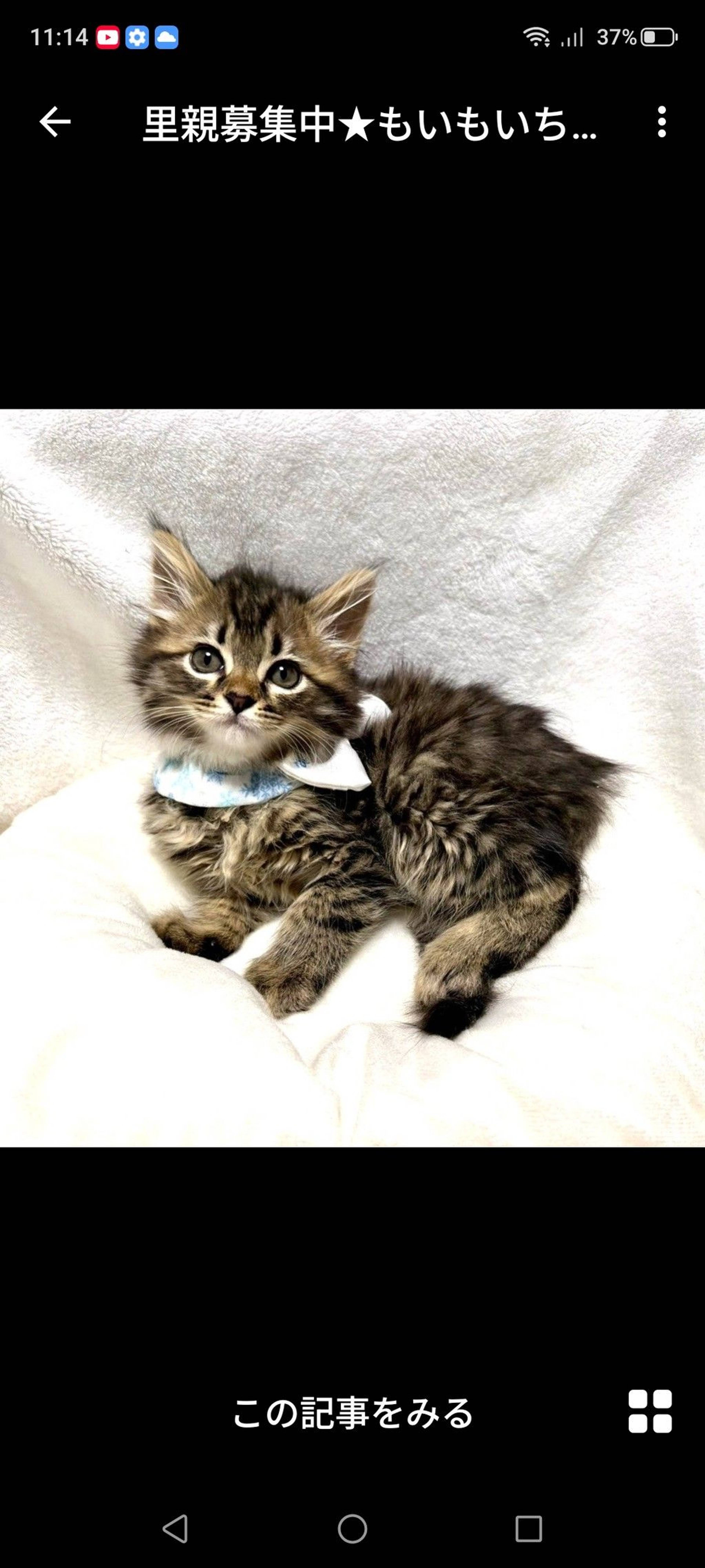 雑種（ミックス猫）・メスの里親募集の写真