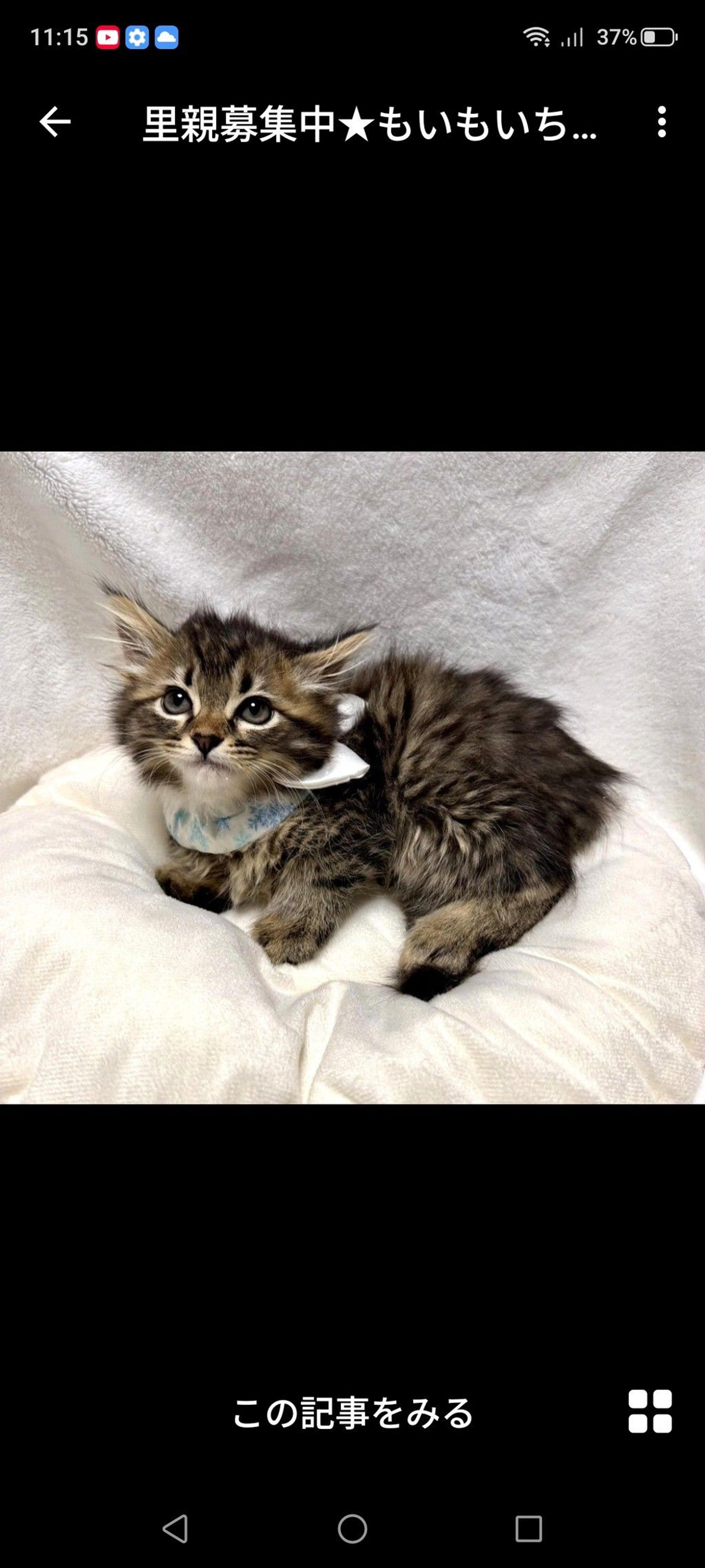 pet-image-3