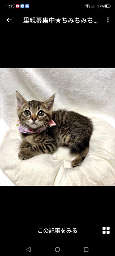 雑種（ミックス猫）・メスの里親募集の写真