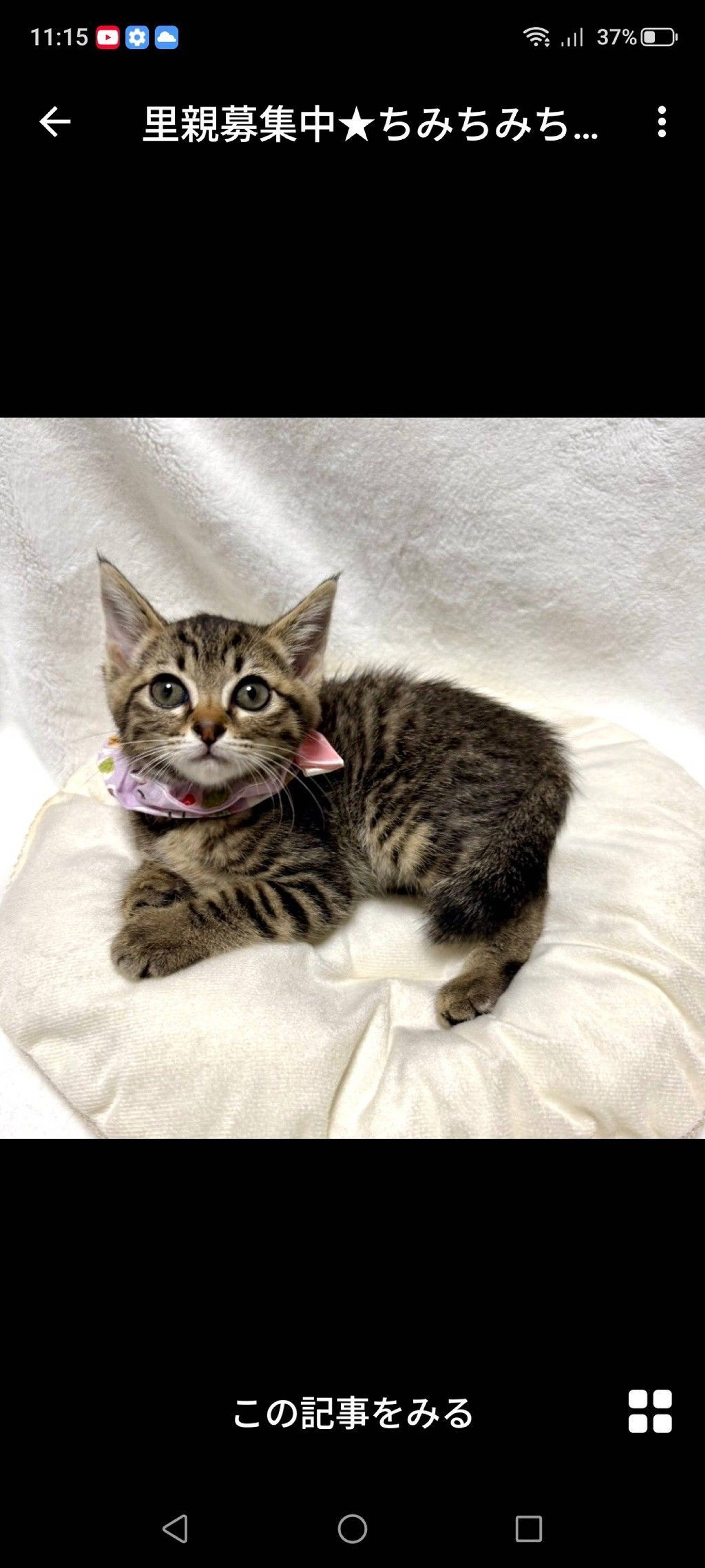 雑種（ミックス猫）・メスの里親募集の写真