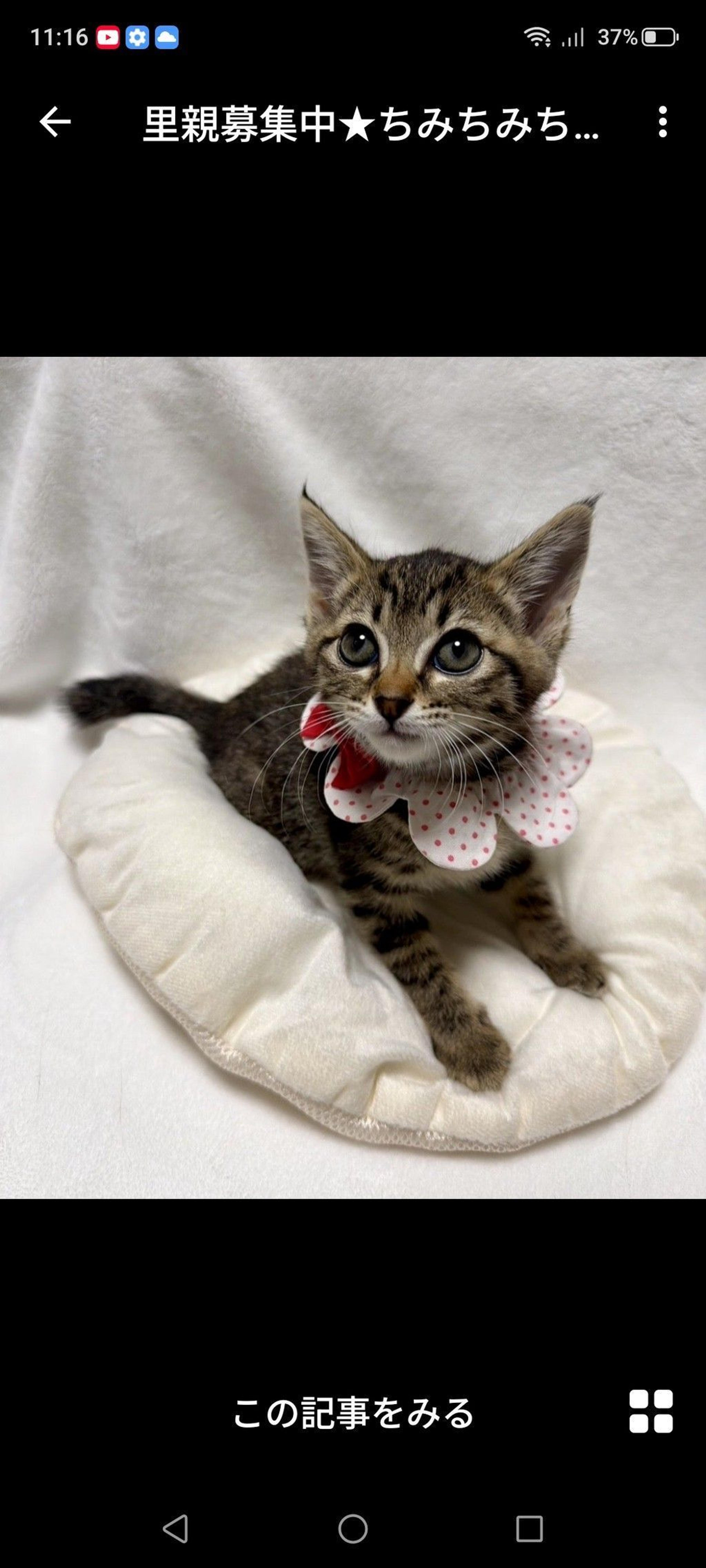 pet-image-2