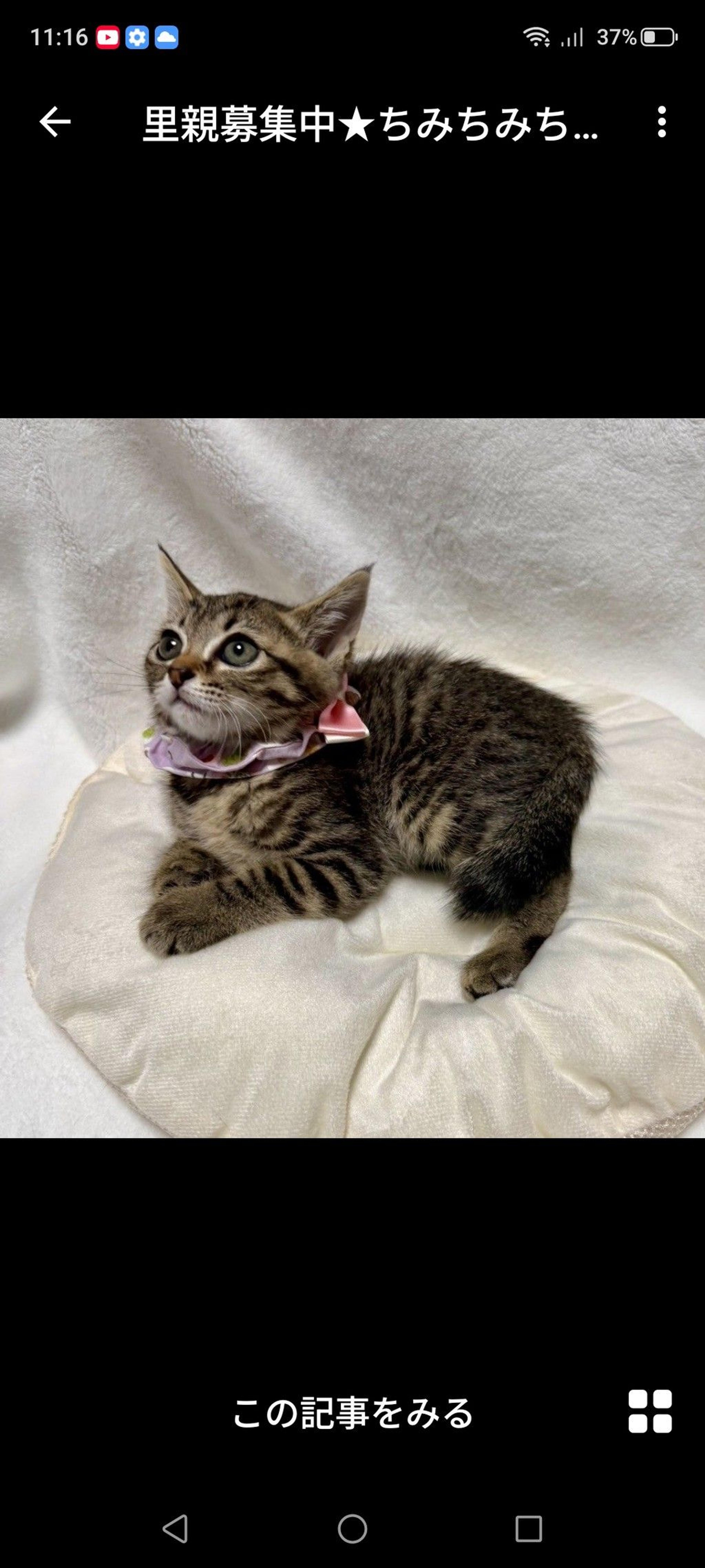 pet-image-3