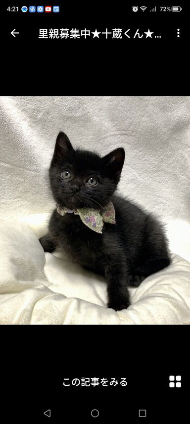雑種（ミックス猫）・オスの里親募集の写真