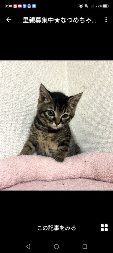 雑種（ミックス猫）・メスの里親募集の写真