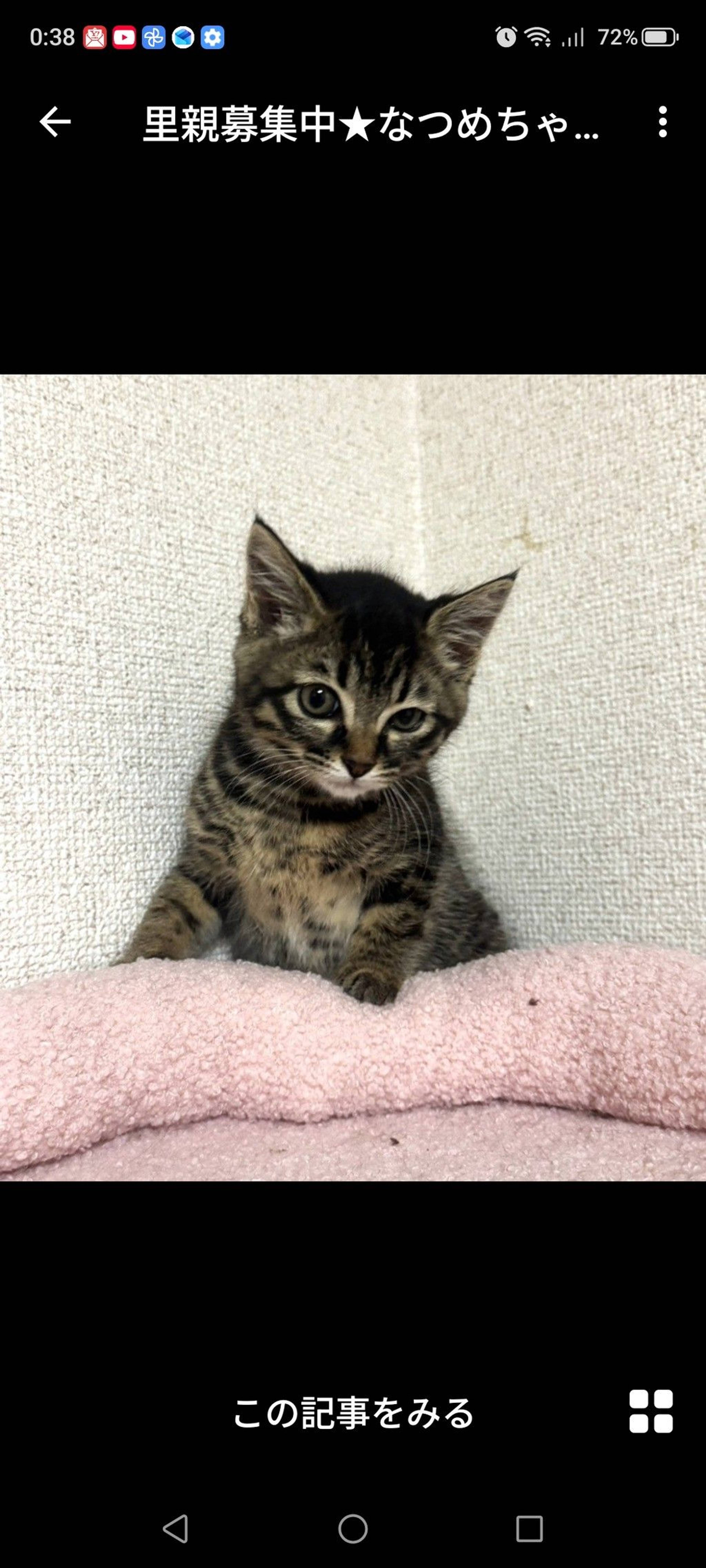 雑種（ミックス猫）・メスの里親募集の写真