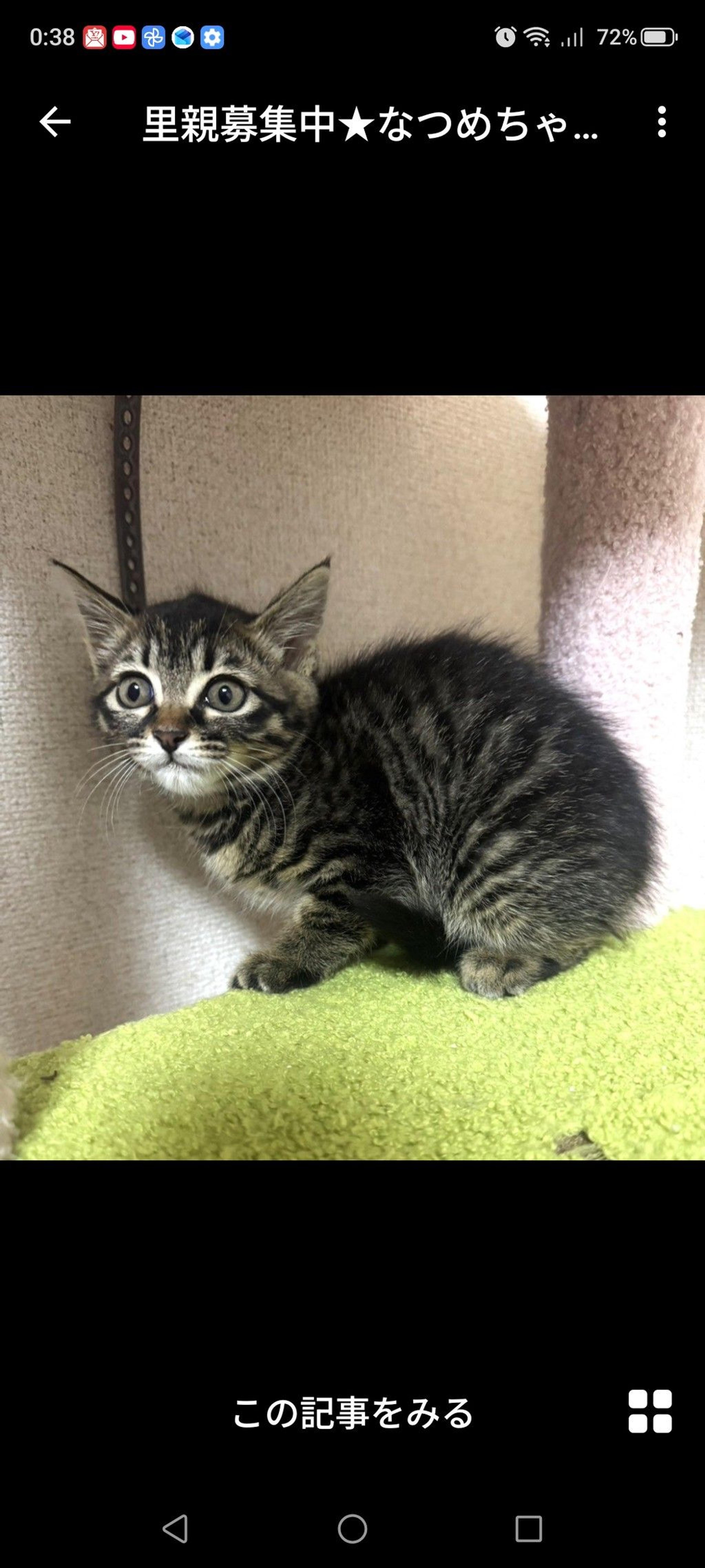 pet-image-2