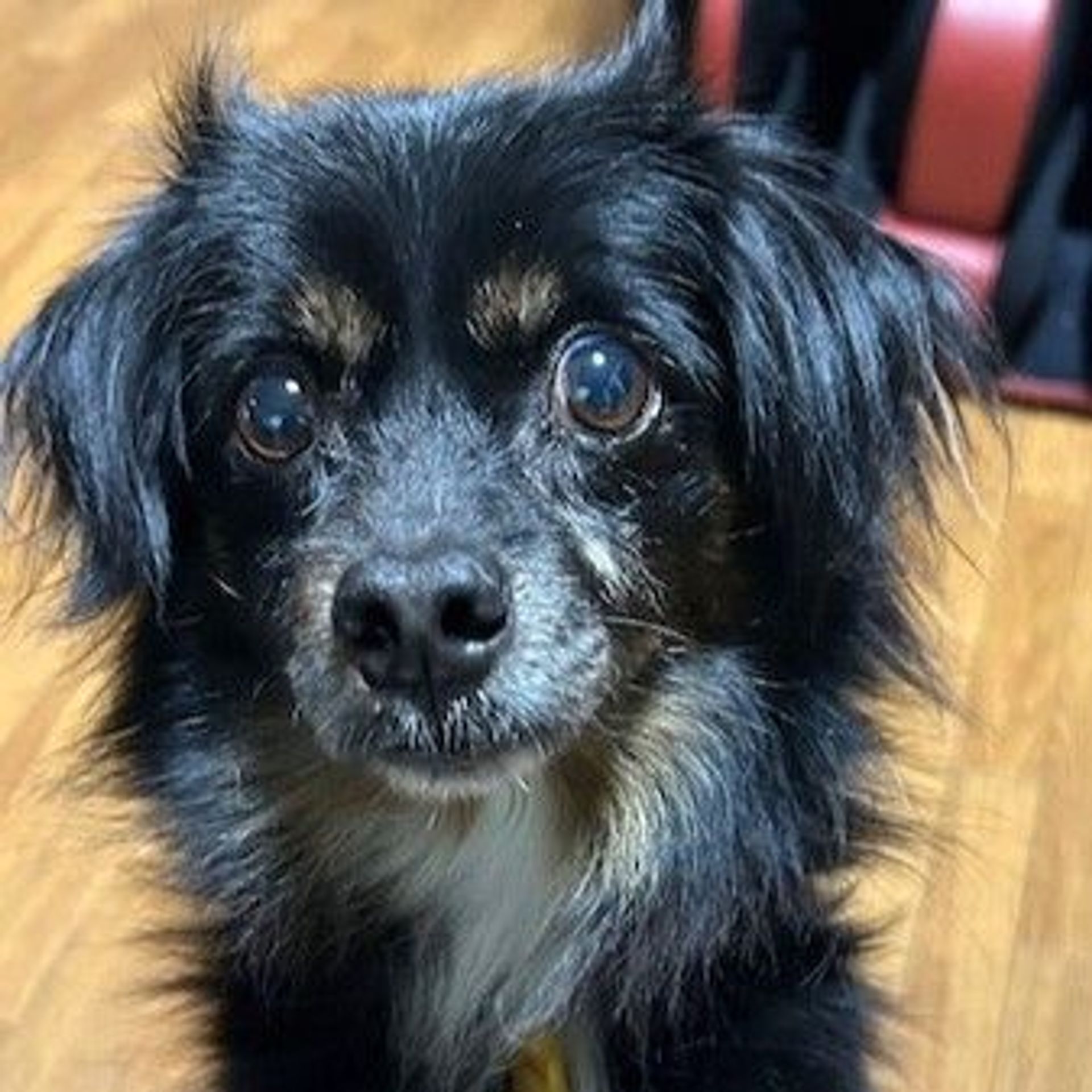 雑種（ミックス犬）・オスの里親募集の写真