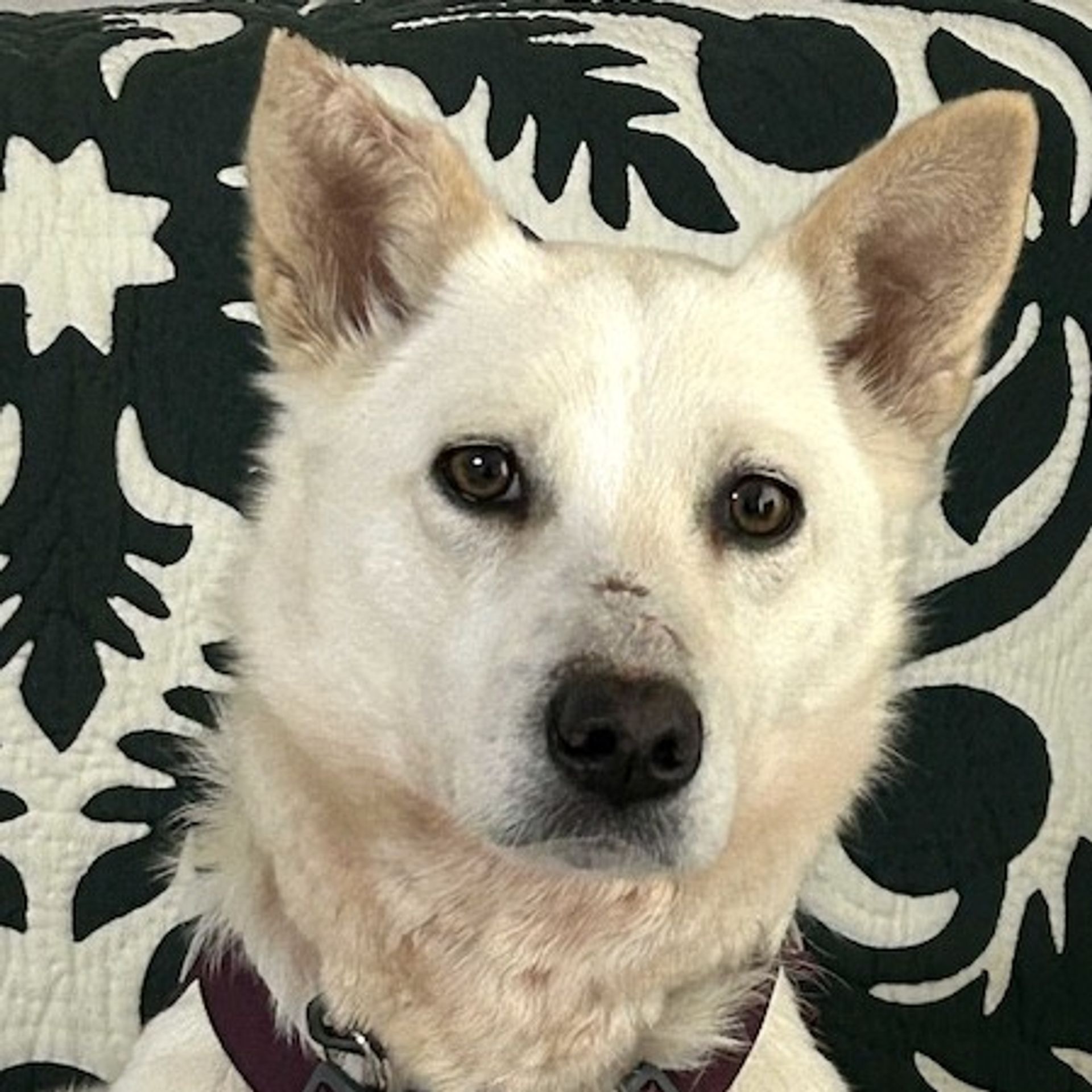雑種（ミックス犬）・メスの里親募集の写真