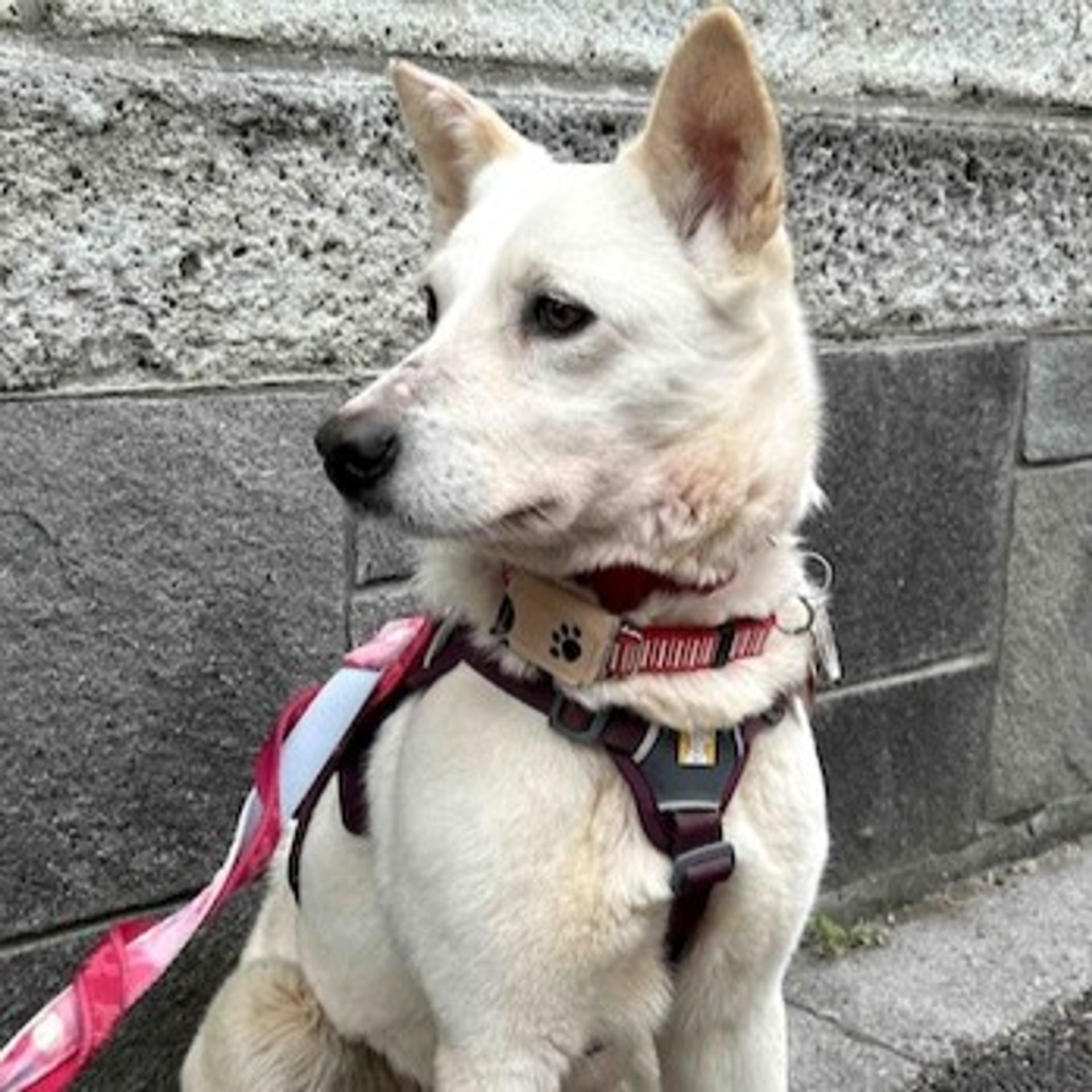 pet-image-2