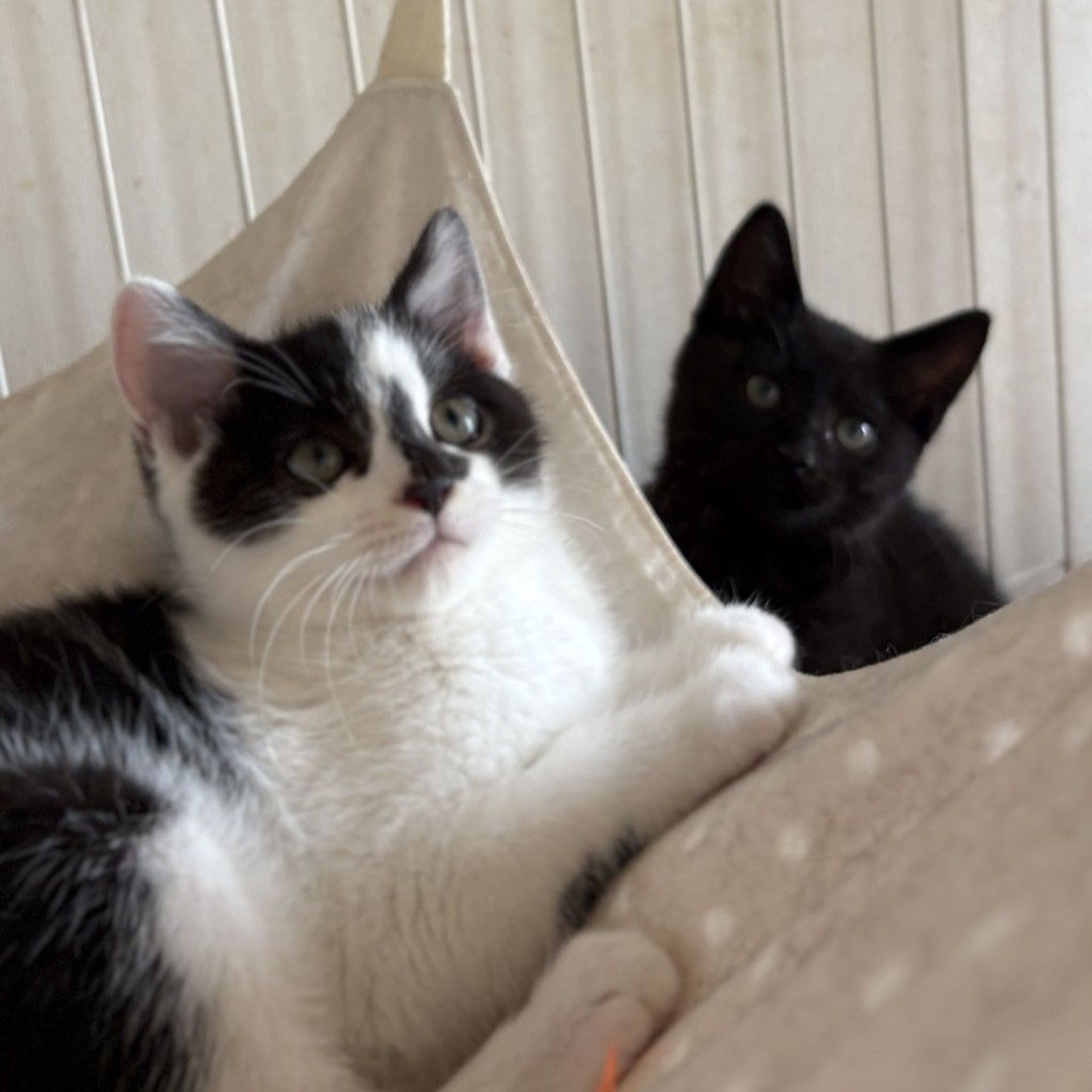 雑種（ミックス猫）・メスの里親募集の写真