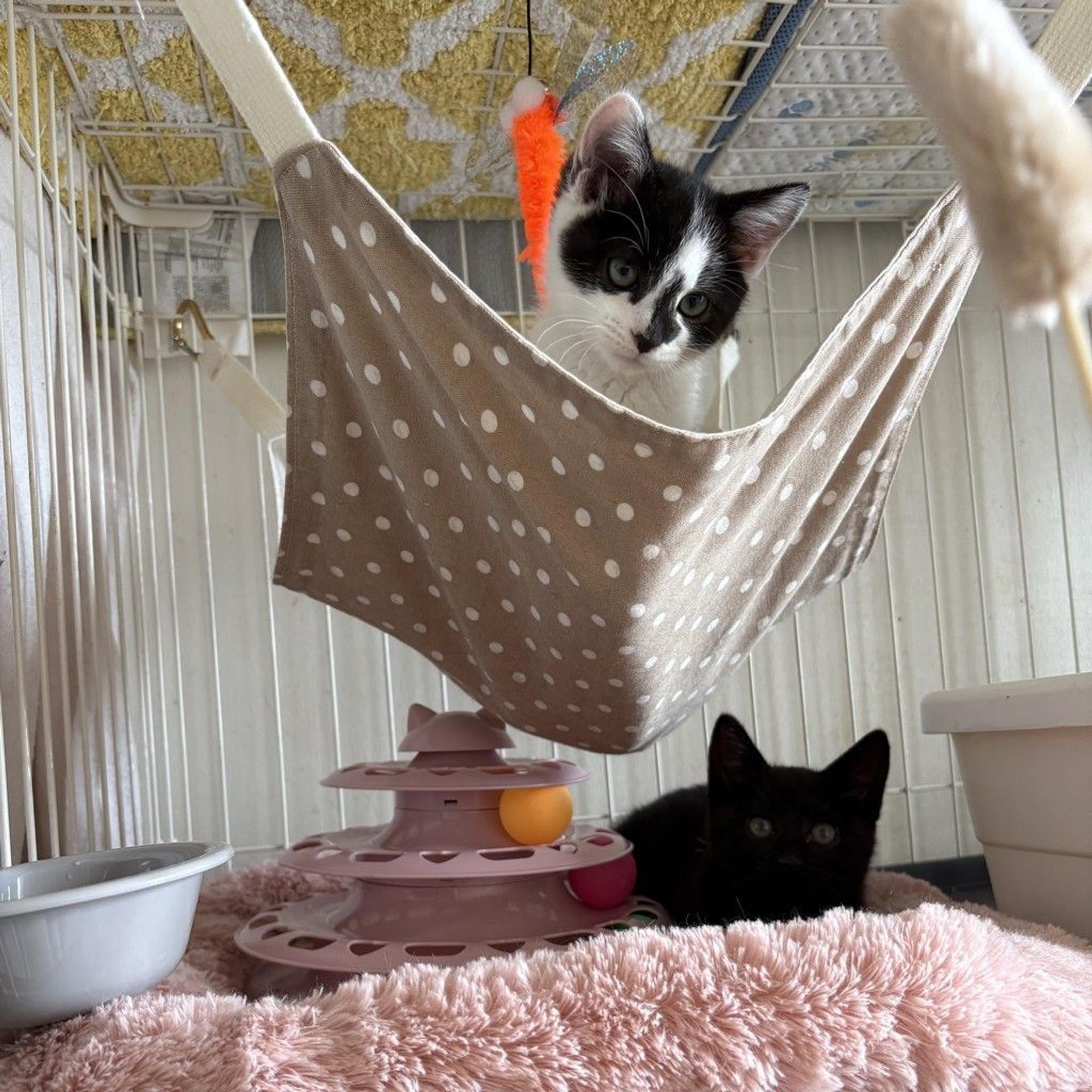 pet-image-4