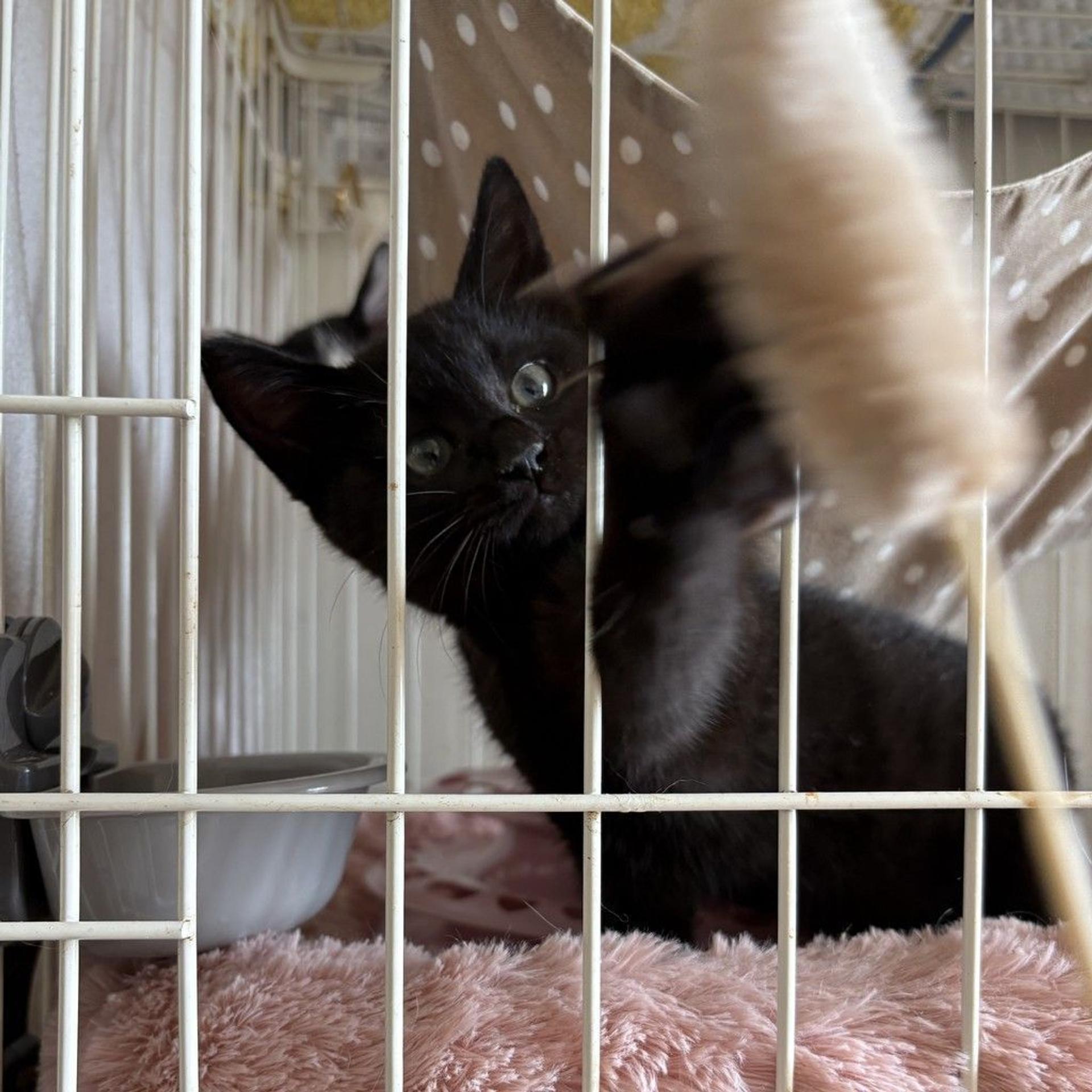 pet-image-6